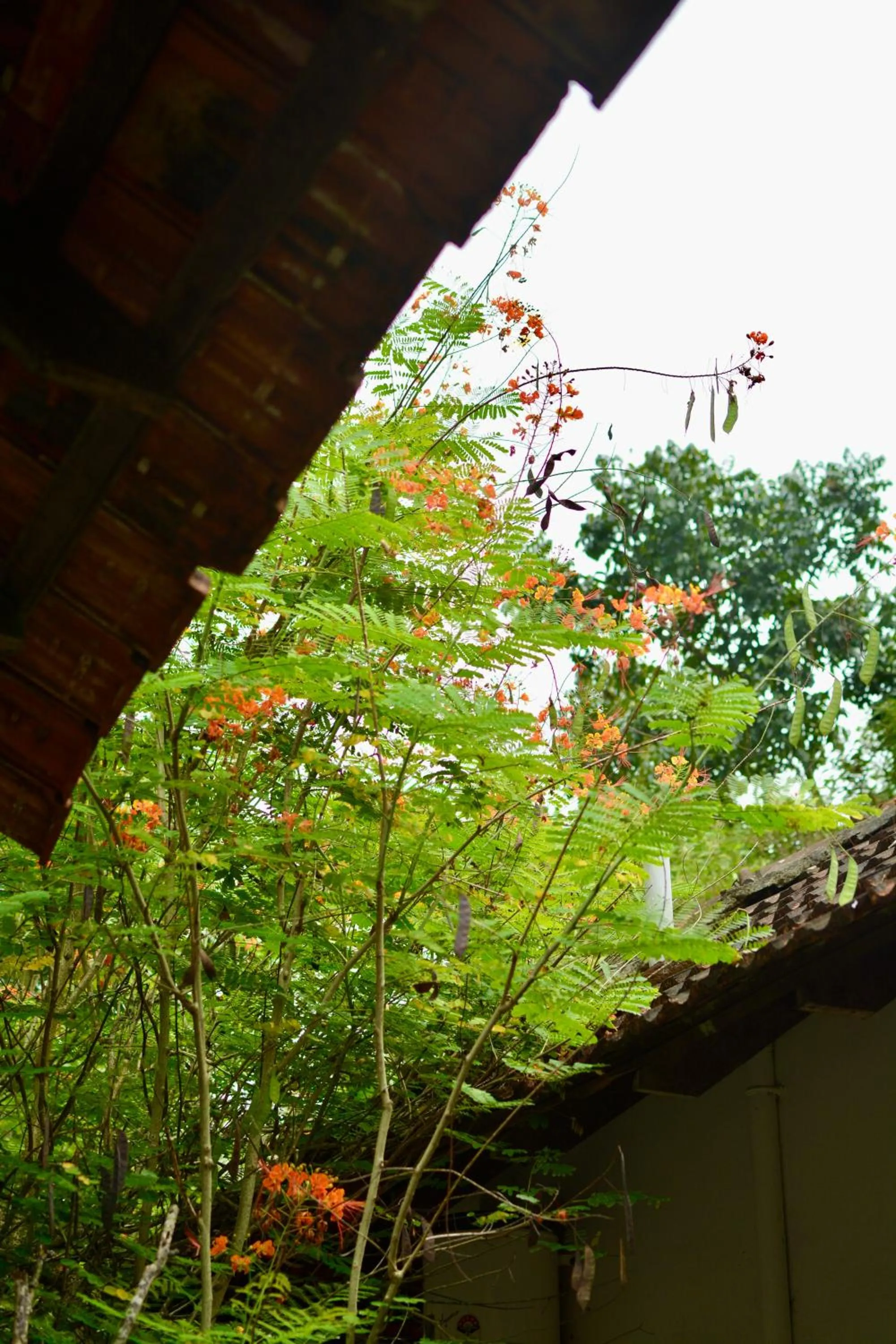 Seclude Kerala, Marari Sands