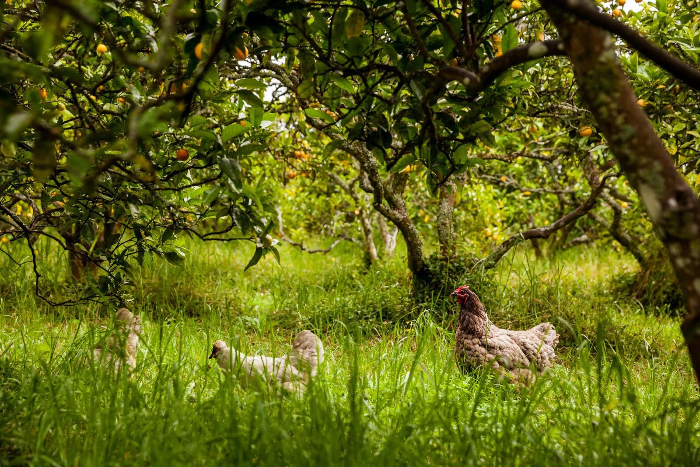 Animals in Relax a Lodge