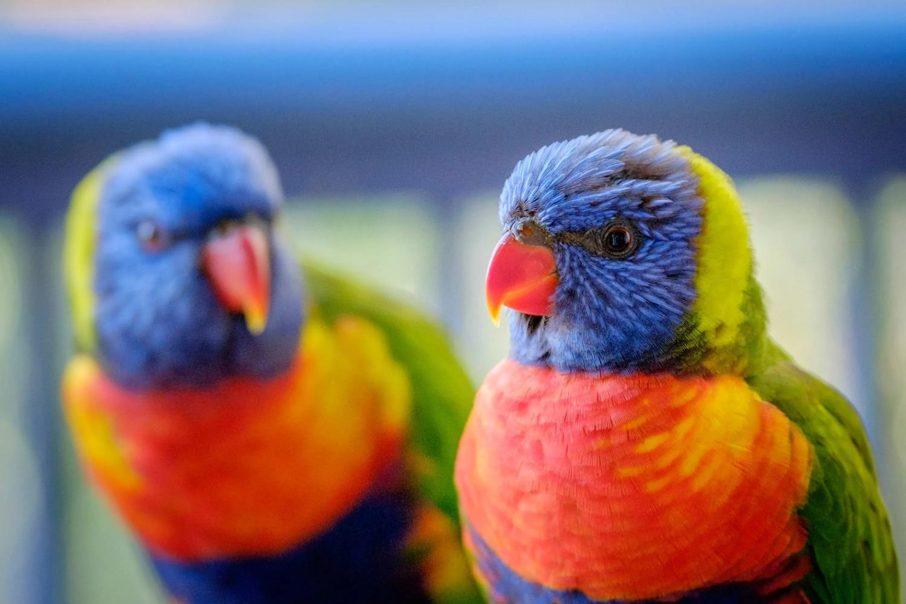 Animals in Sanctuary Lake Apartments