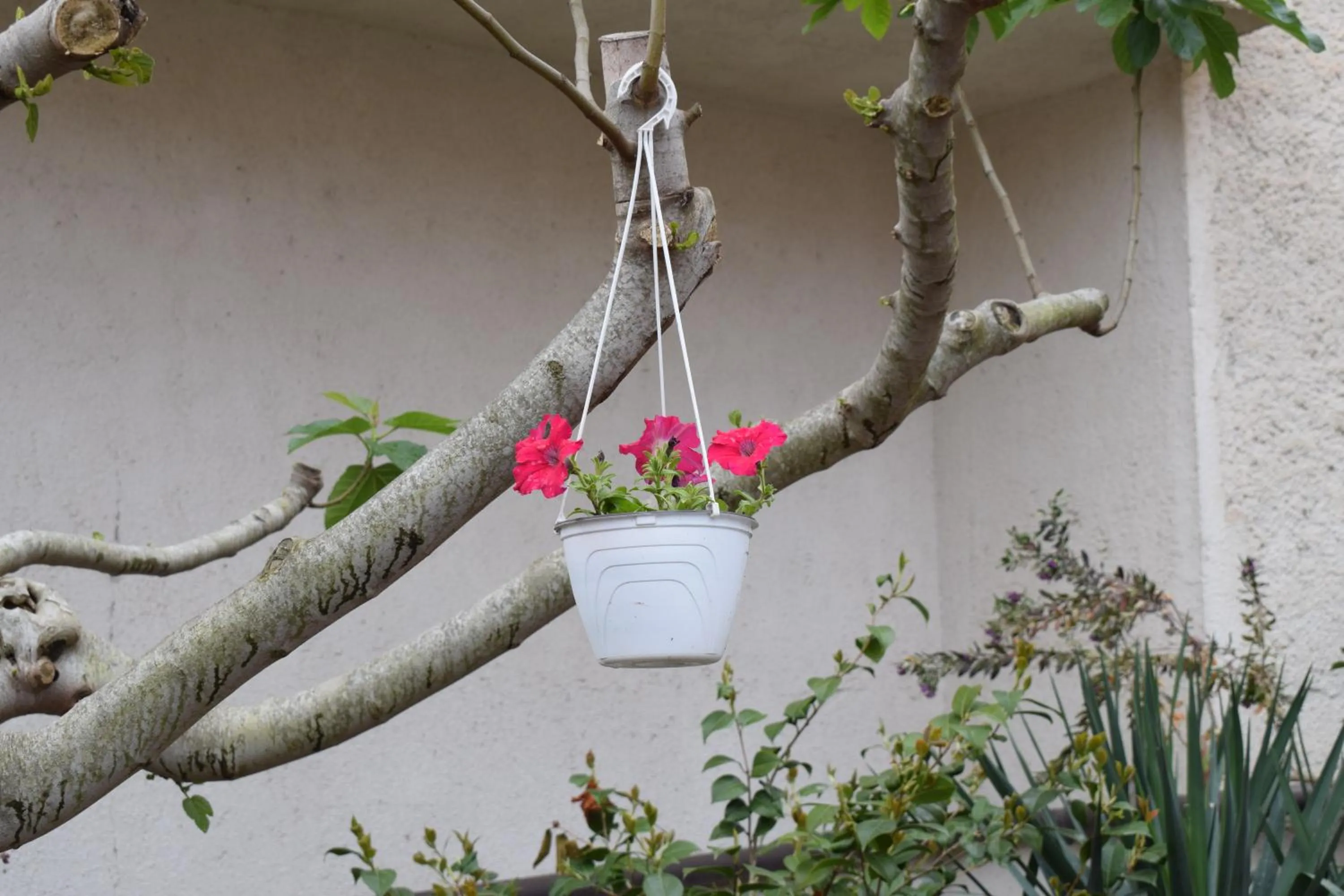 Garden in La Vecchia Taverna B&B