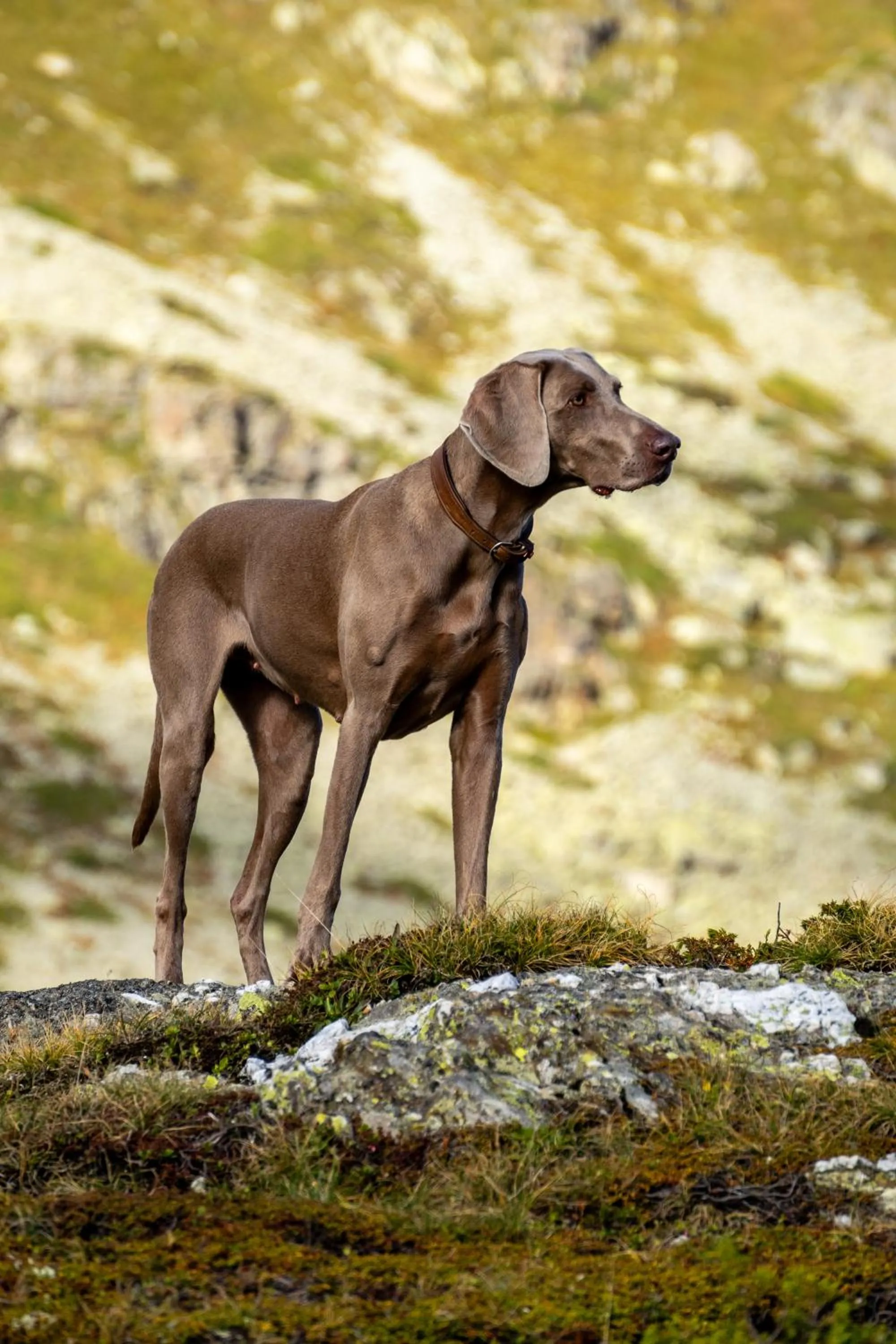 Natural landscape in Ospizio La Veduta
