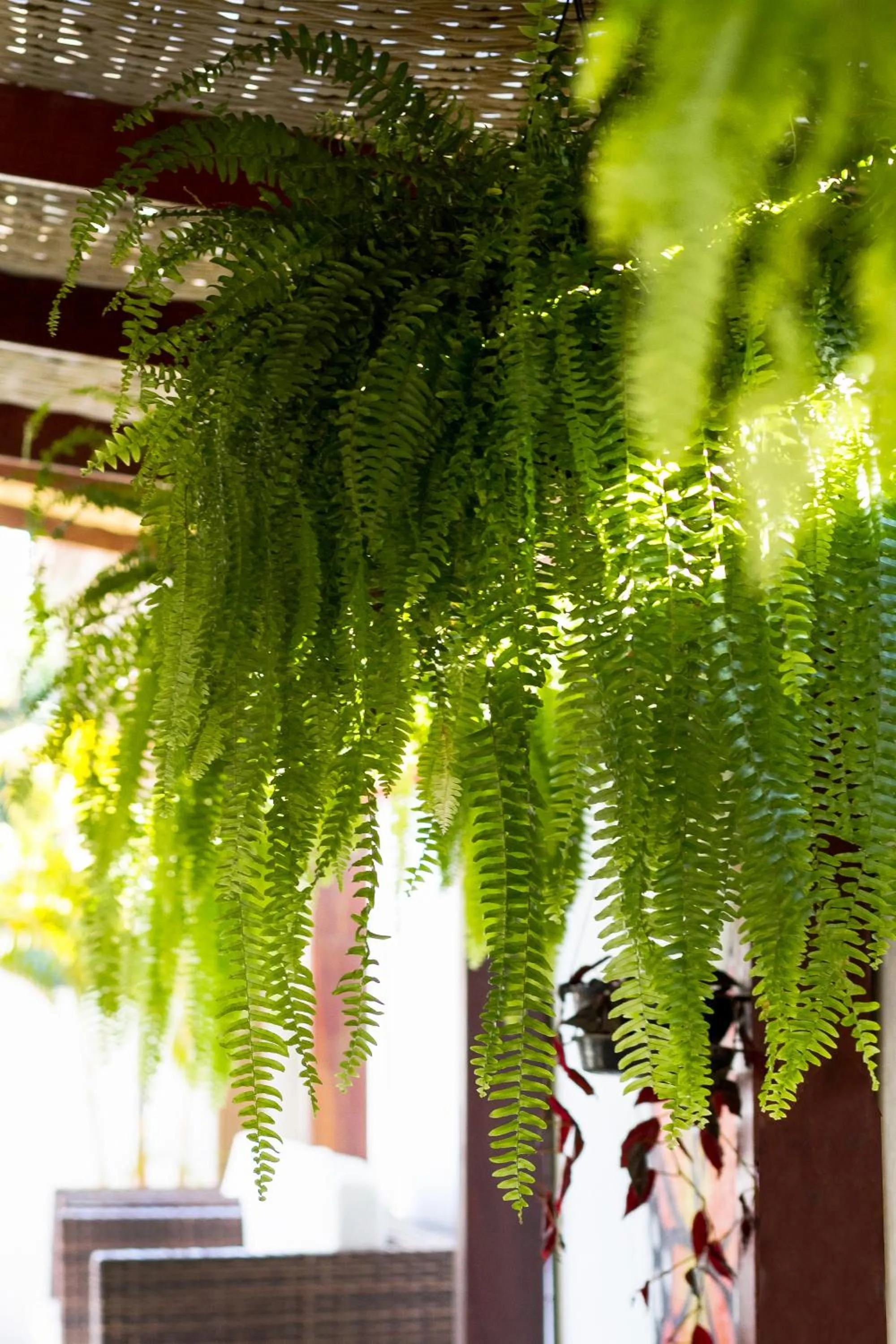 Swimming pool in Pousada Recanto do Jabaquara