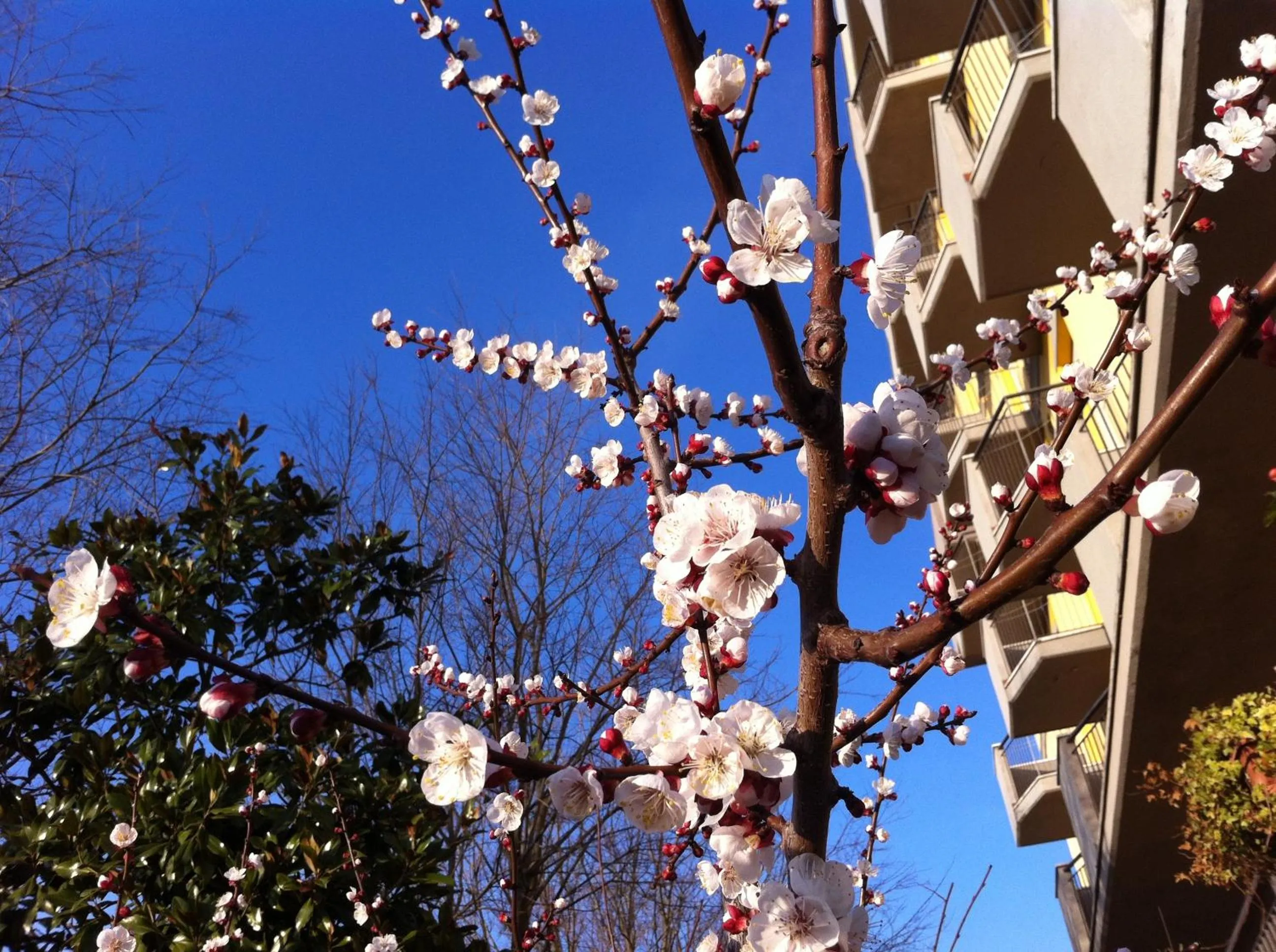 Garden in Hotel Viking