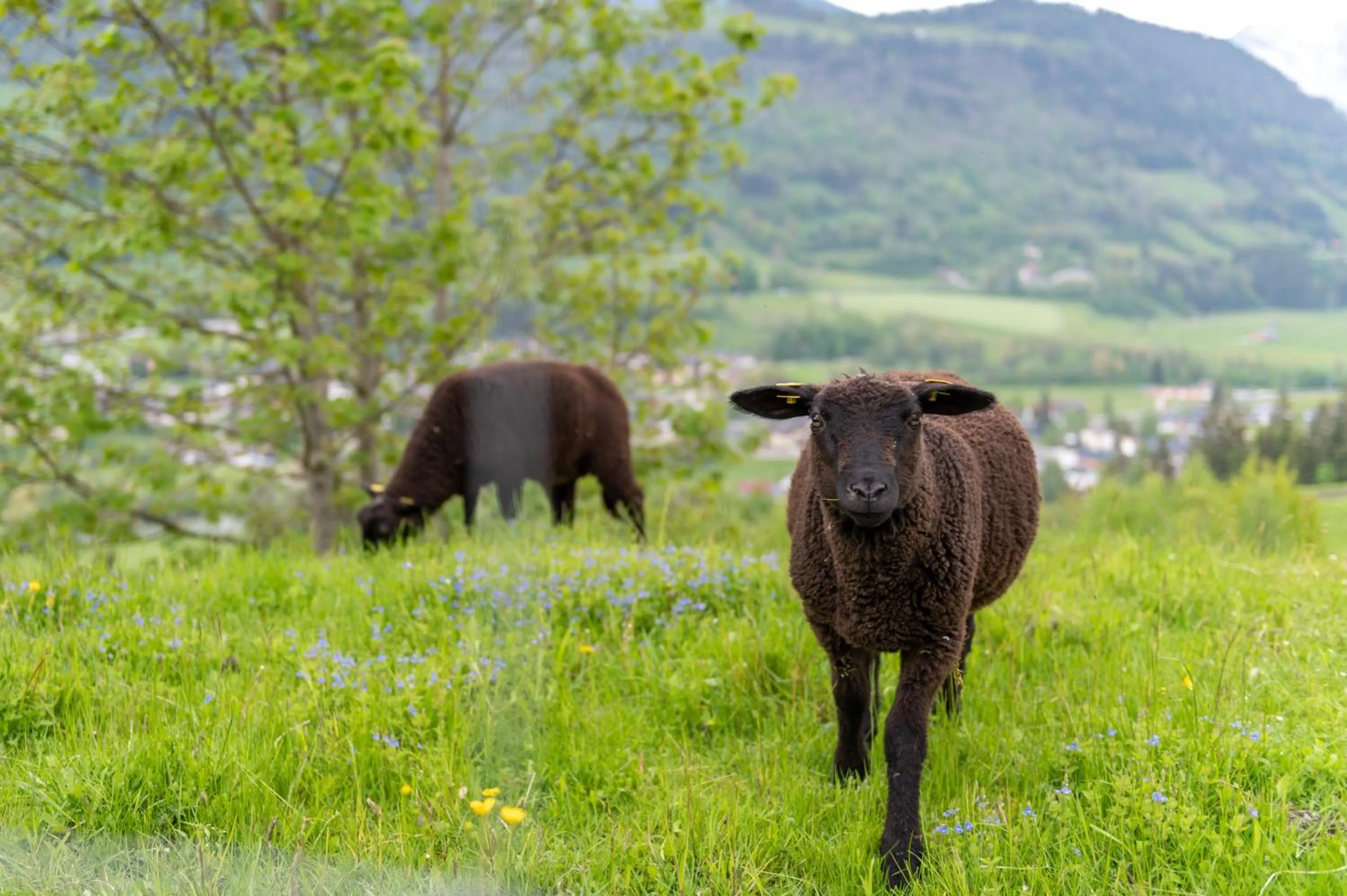Garden in Panoramahotel Stocker