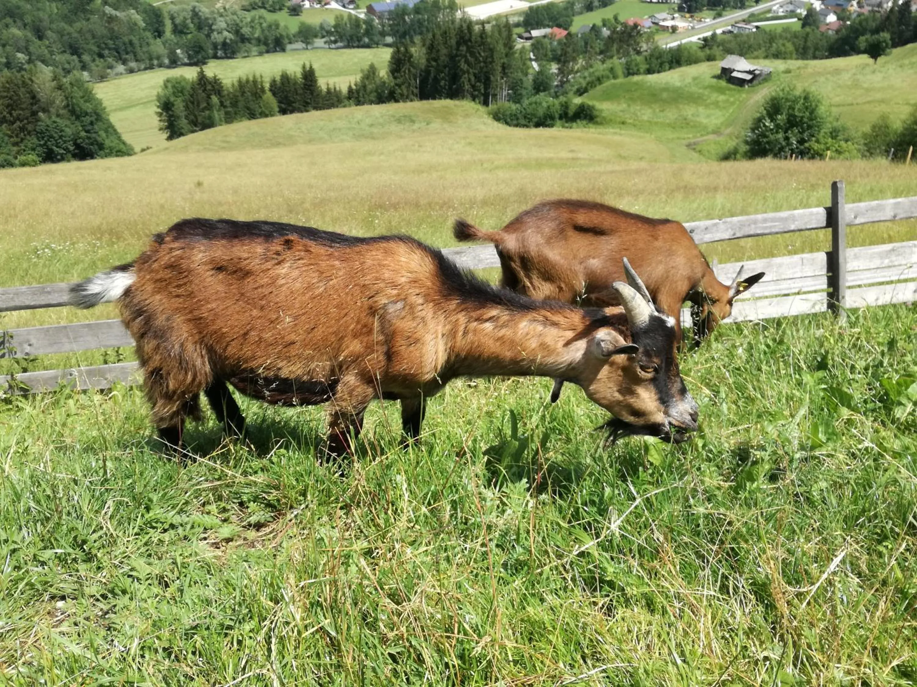 Animals in Panoramahotel Stocker