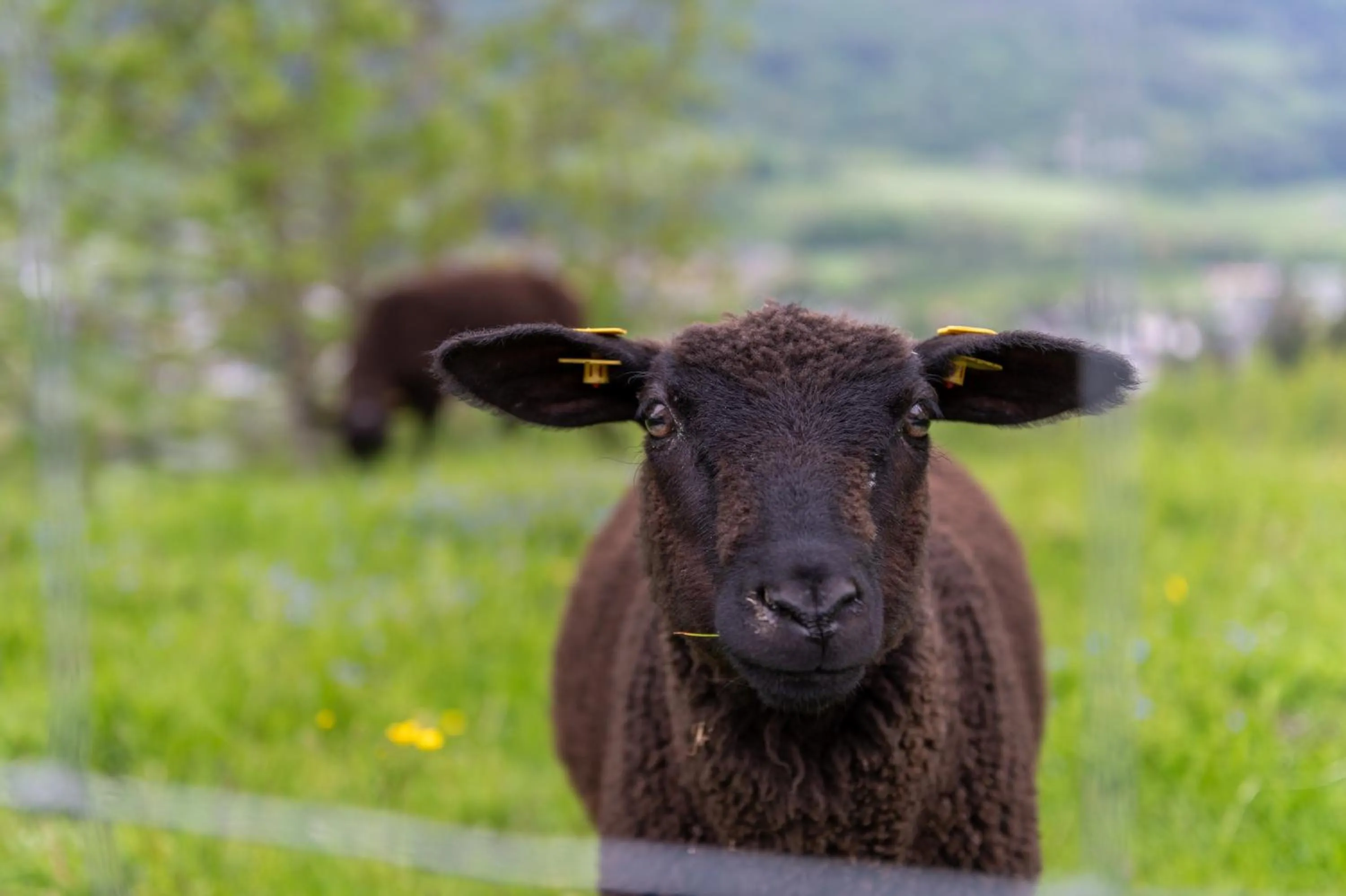 Garden in Panoramahotel Stocker