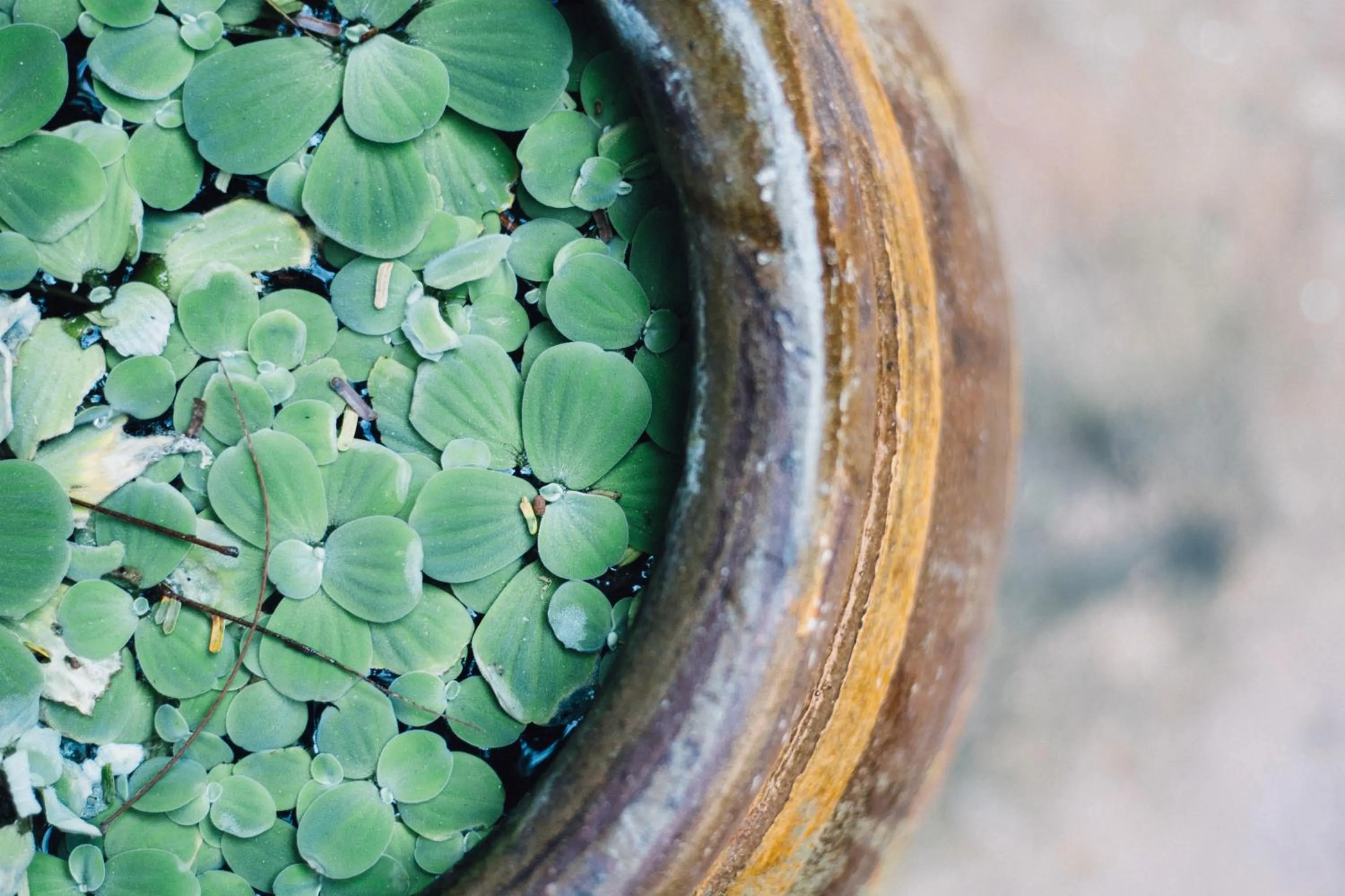 Area and facilities in Railay Garden View Resort