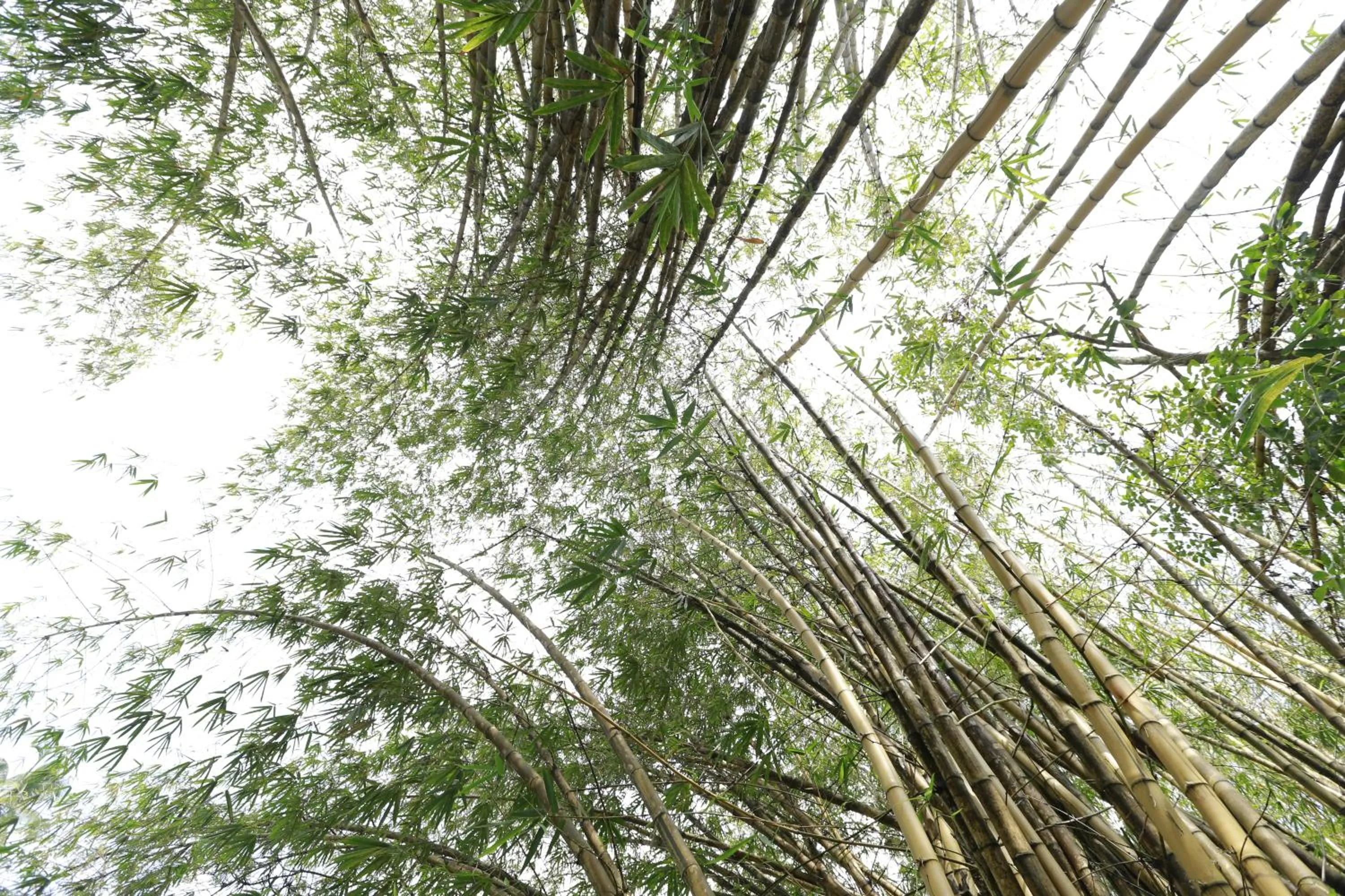Garden view in Nooit Gedacht Heritage Hotel (Original Dutch Governors House)