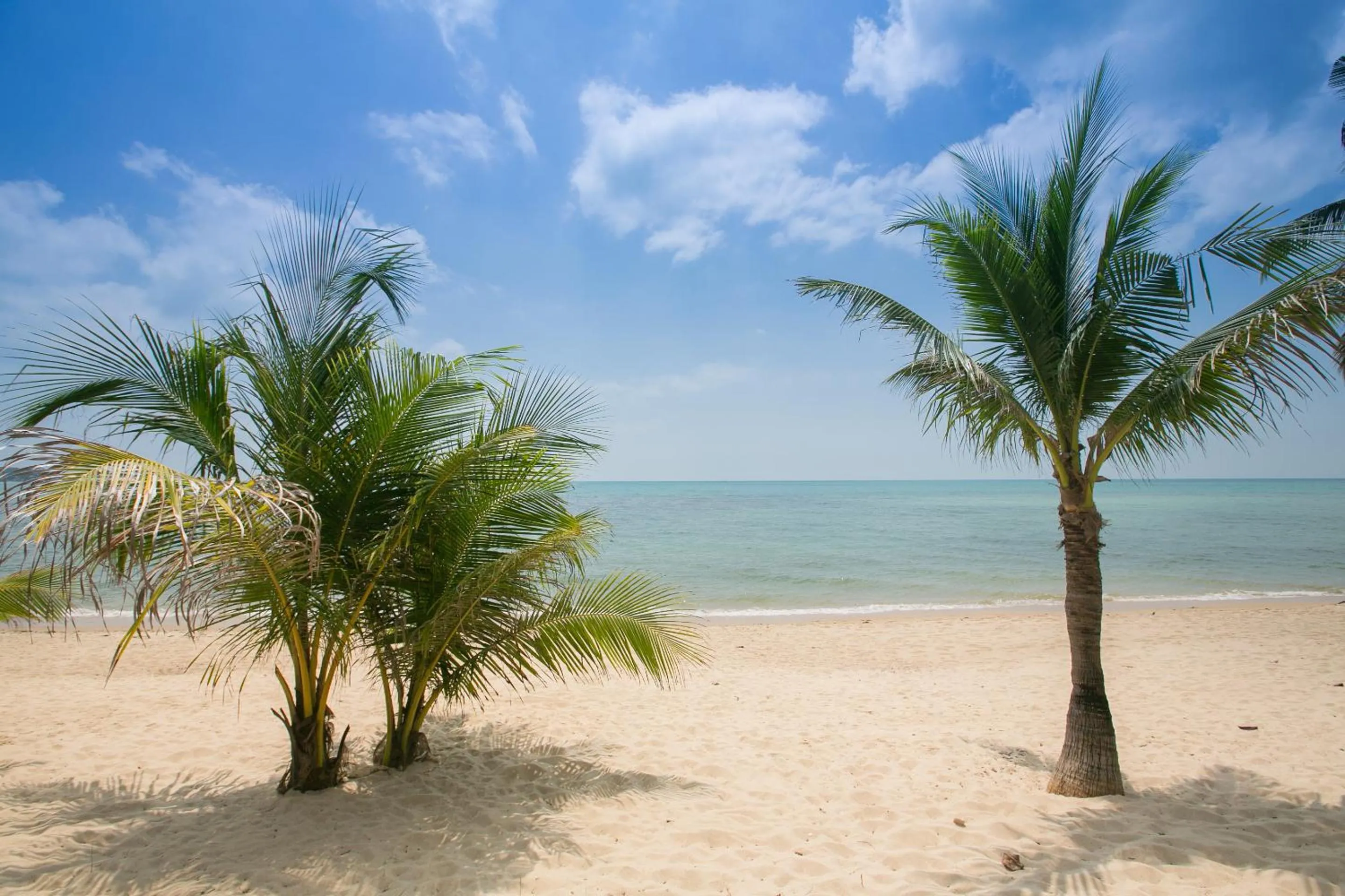 Animals in Lamai Resort