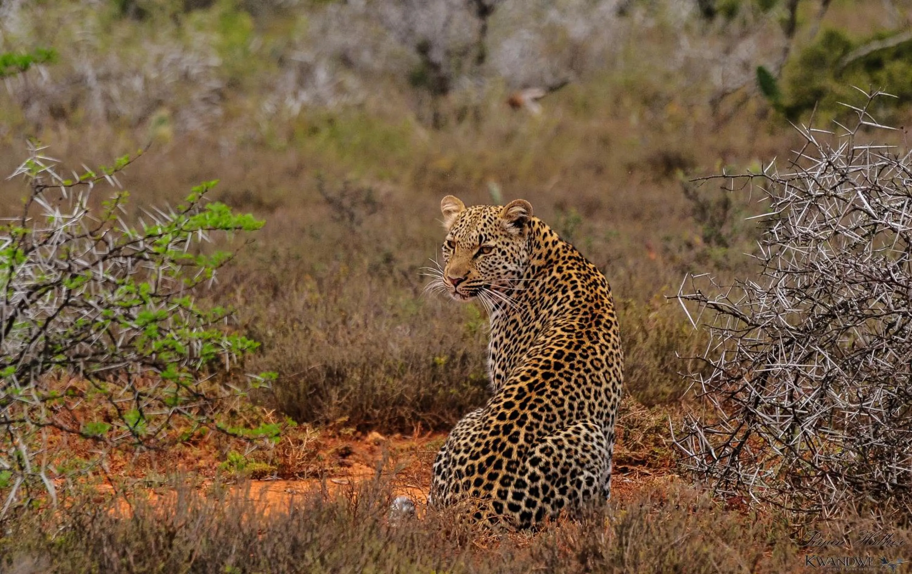 Natural landscape in Kwandwe Private Game Reserve - Great Fish River Lodge