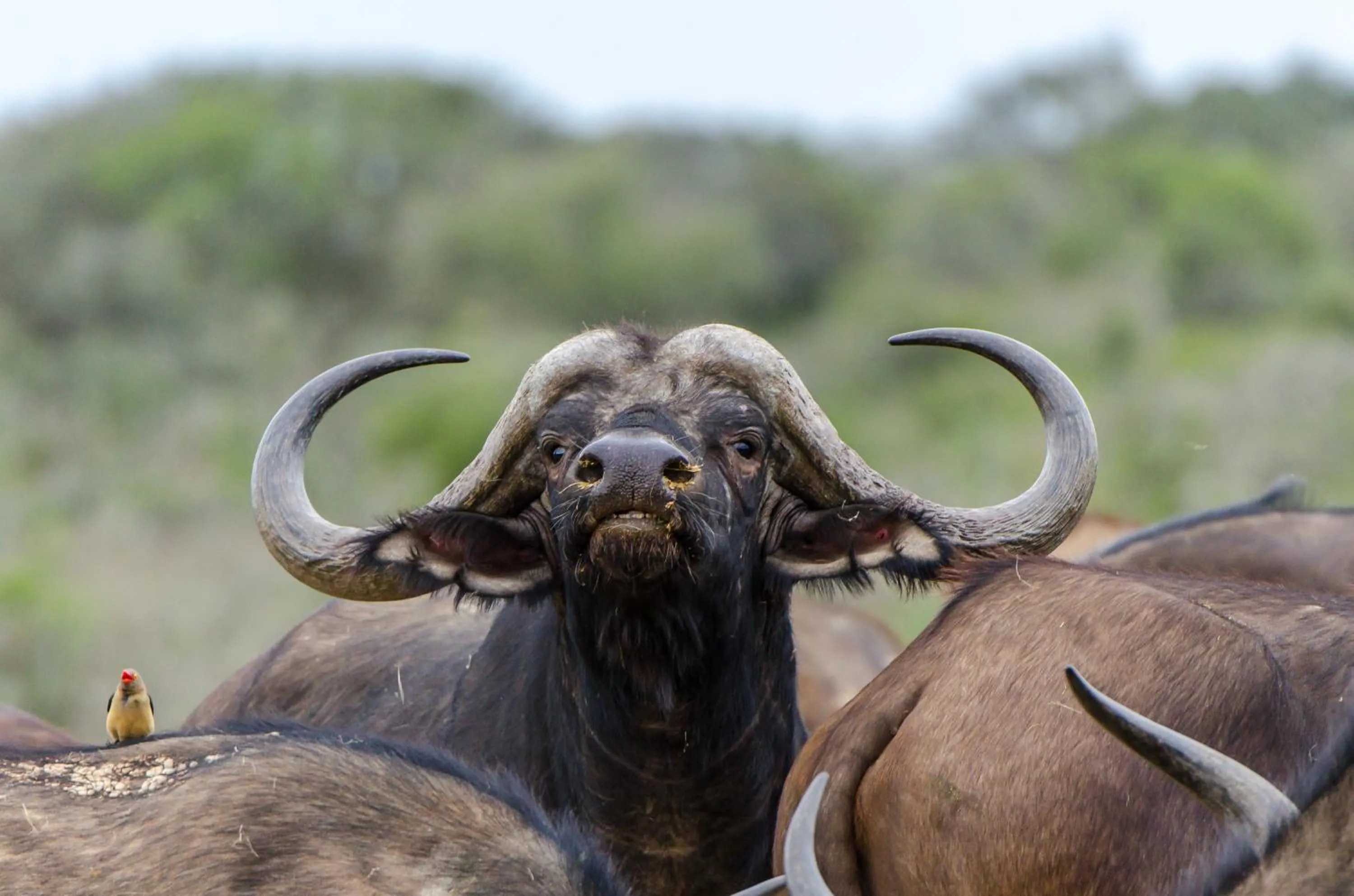 Natural landscape in Kwandwe Private Game Reserve - Great Fish River Lodge