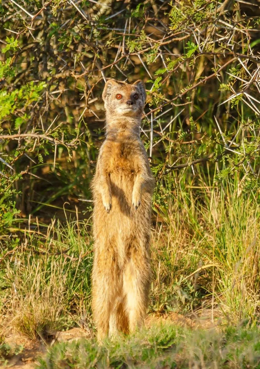 Natural landscape in Kwandwe Private Game Reserve - Great Fish River Lodge
