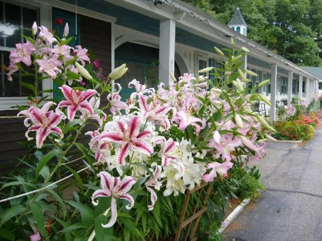 Spring in White Trellis Motel