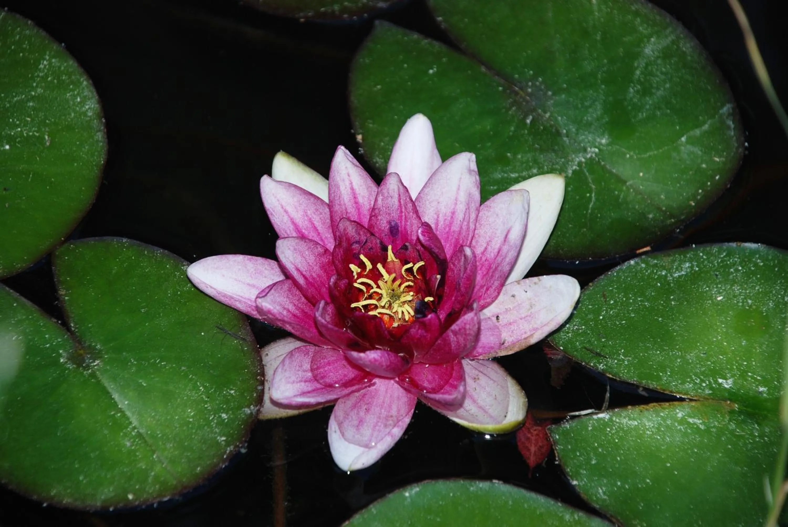 Garden view in Le Mas De La Cigale Bleue, Caumont Sur Durance