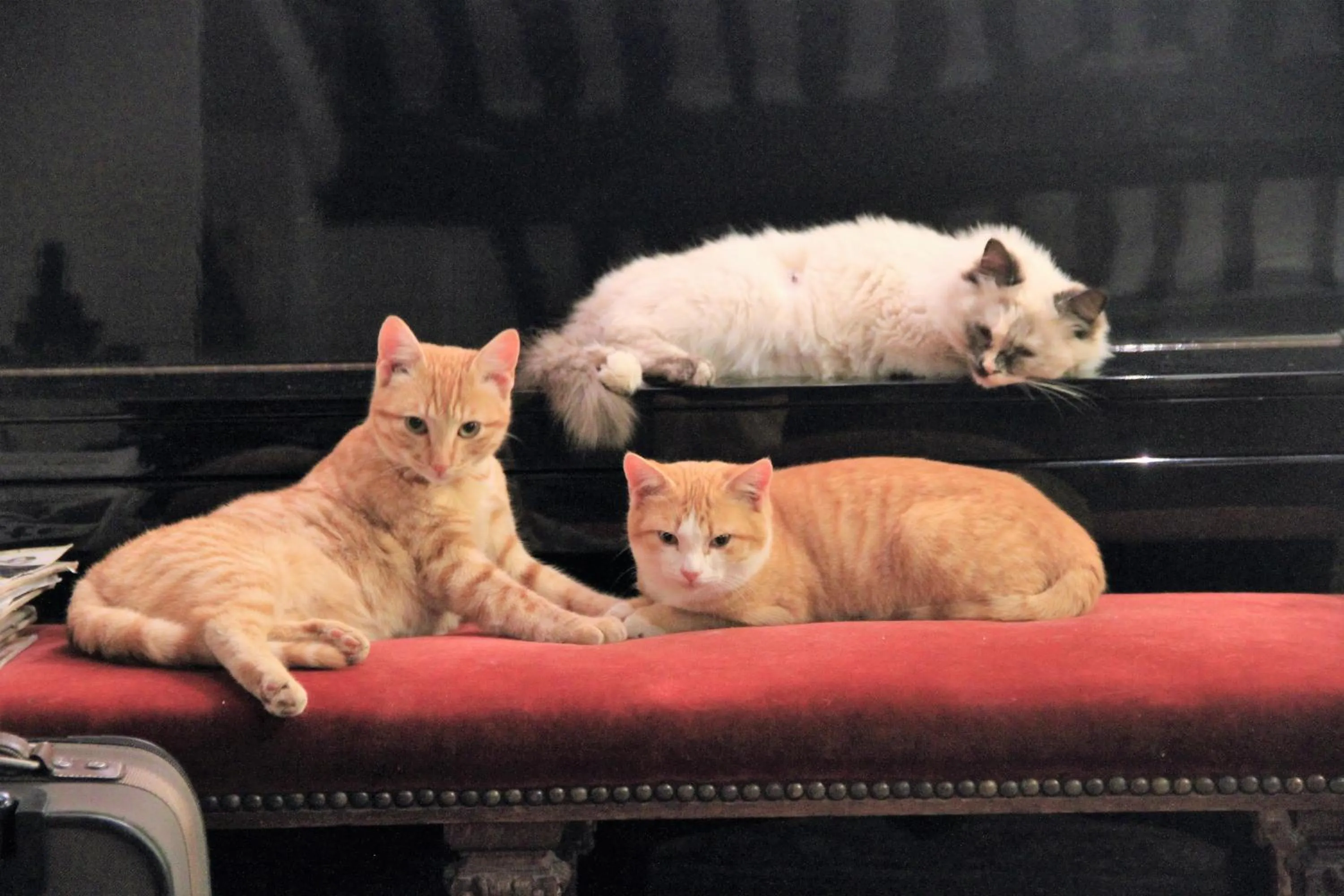 Pets in Le Mas De La Cigale Bleue, Caumont Sur Durance