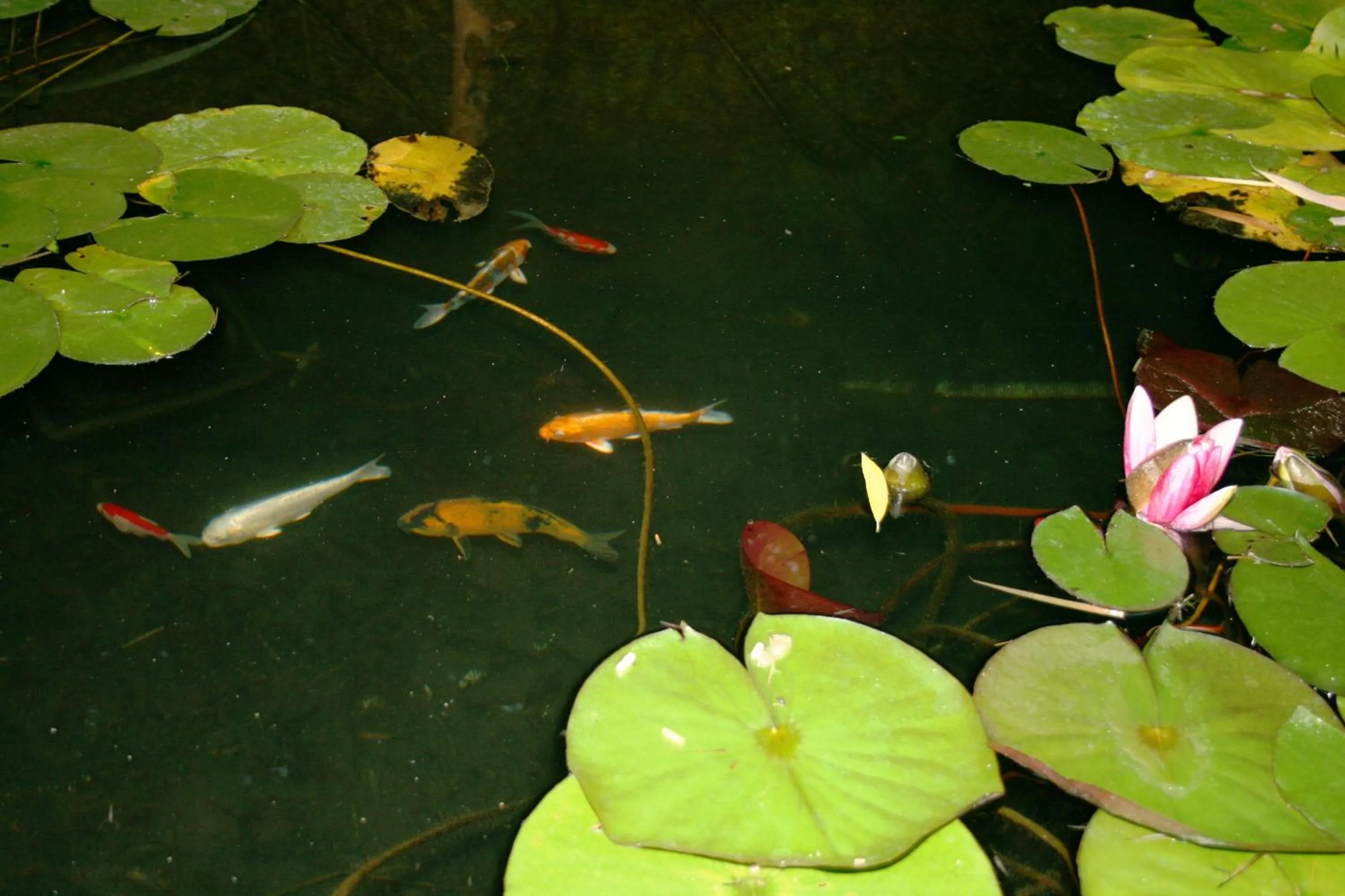 Garden view in Le Mas De La Cigale Bleue, Caumont Sur Durance