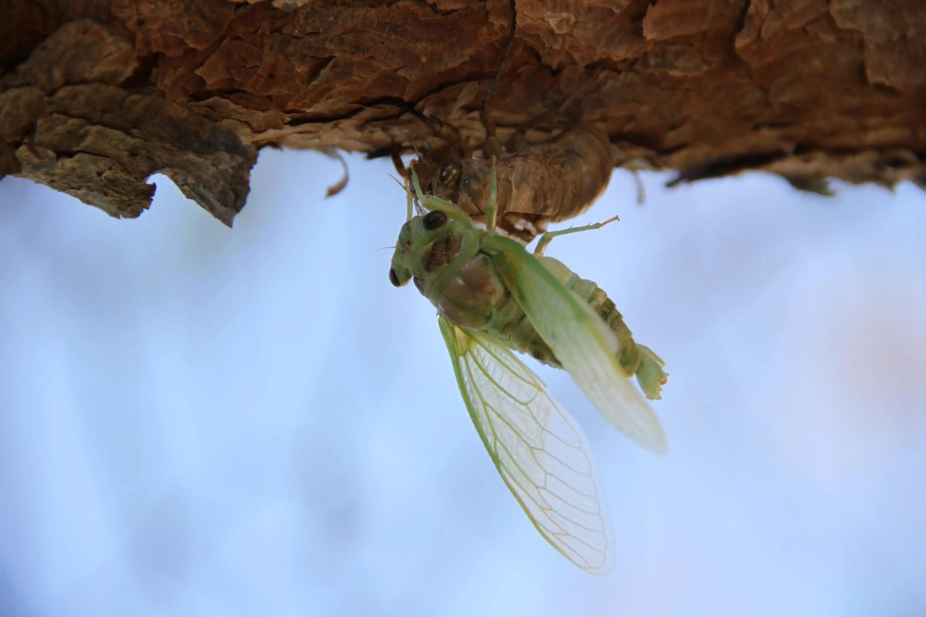 Le Mas De La Cigale Bleue, Caumont Sur Durance