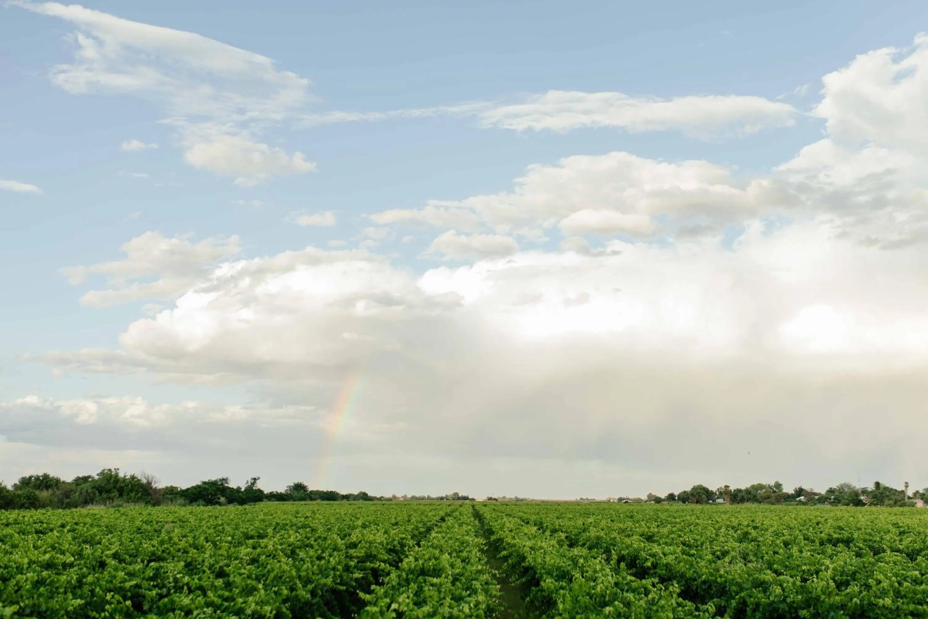 View (from property/room) in Upington African Vineyard Boutique Hotel & SPA