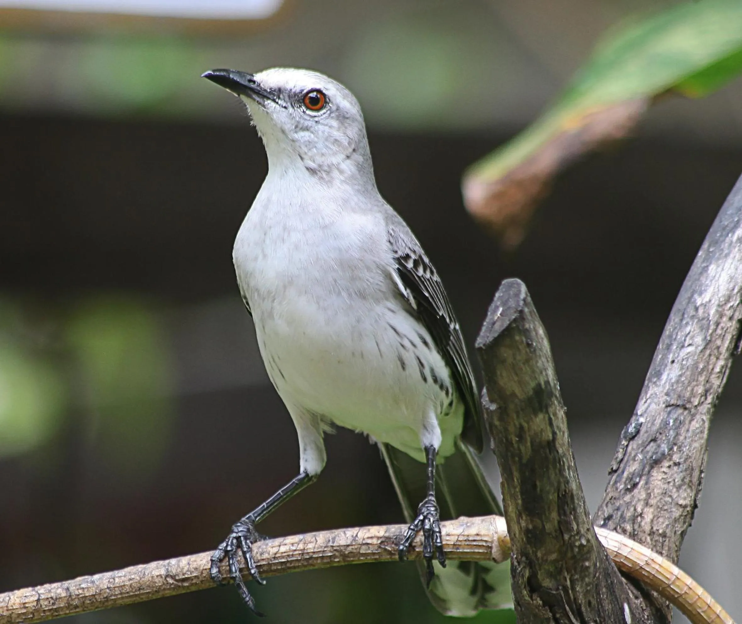 Pousada Ogum Marinho