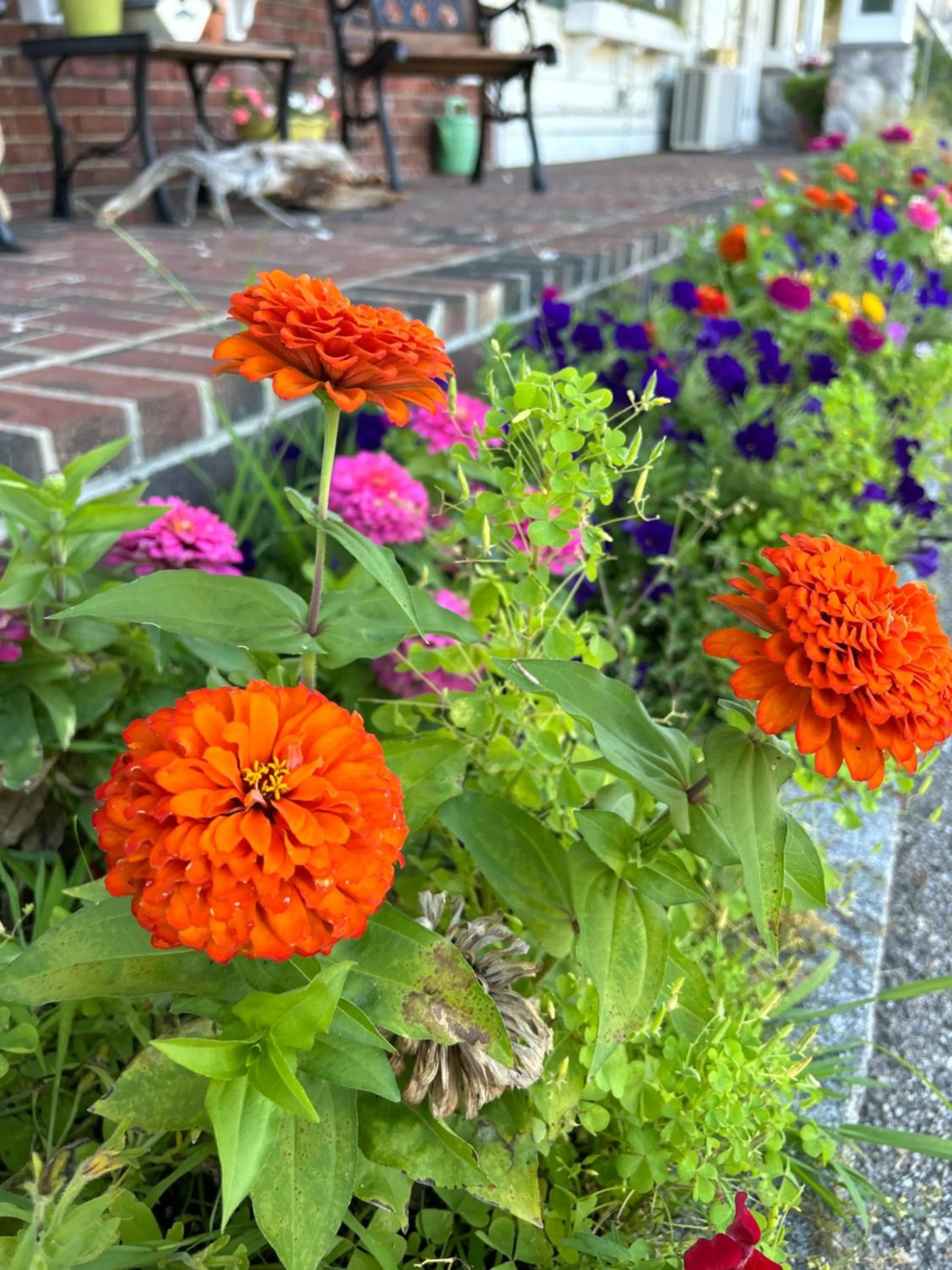 Garden in Golden Gables Inn Dazzler Select by Wyndham