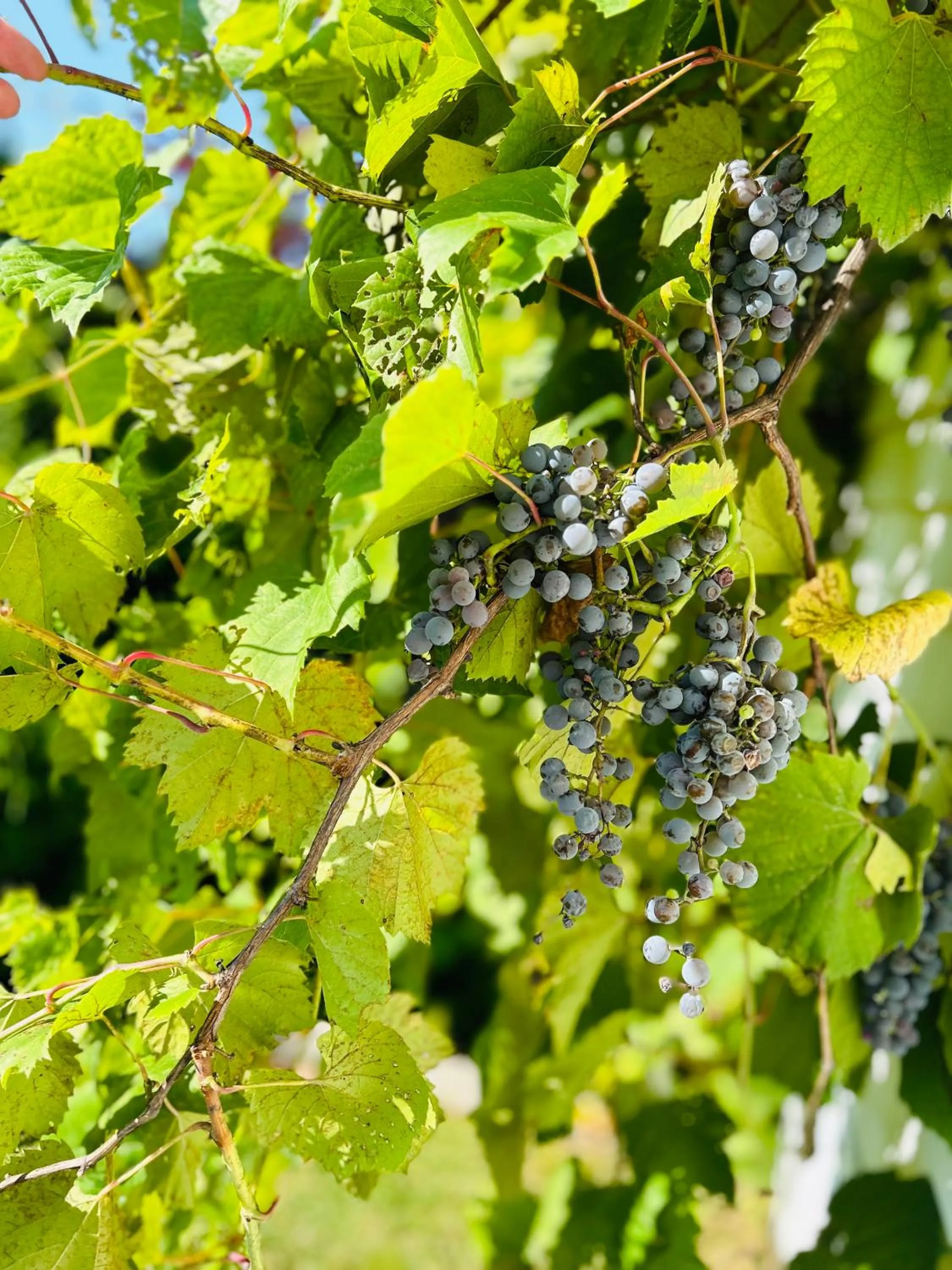 Garden in Golden Gables Inn Dazzler Select by Wyndham