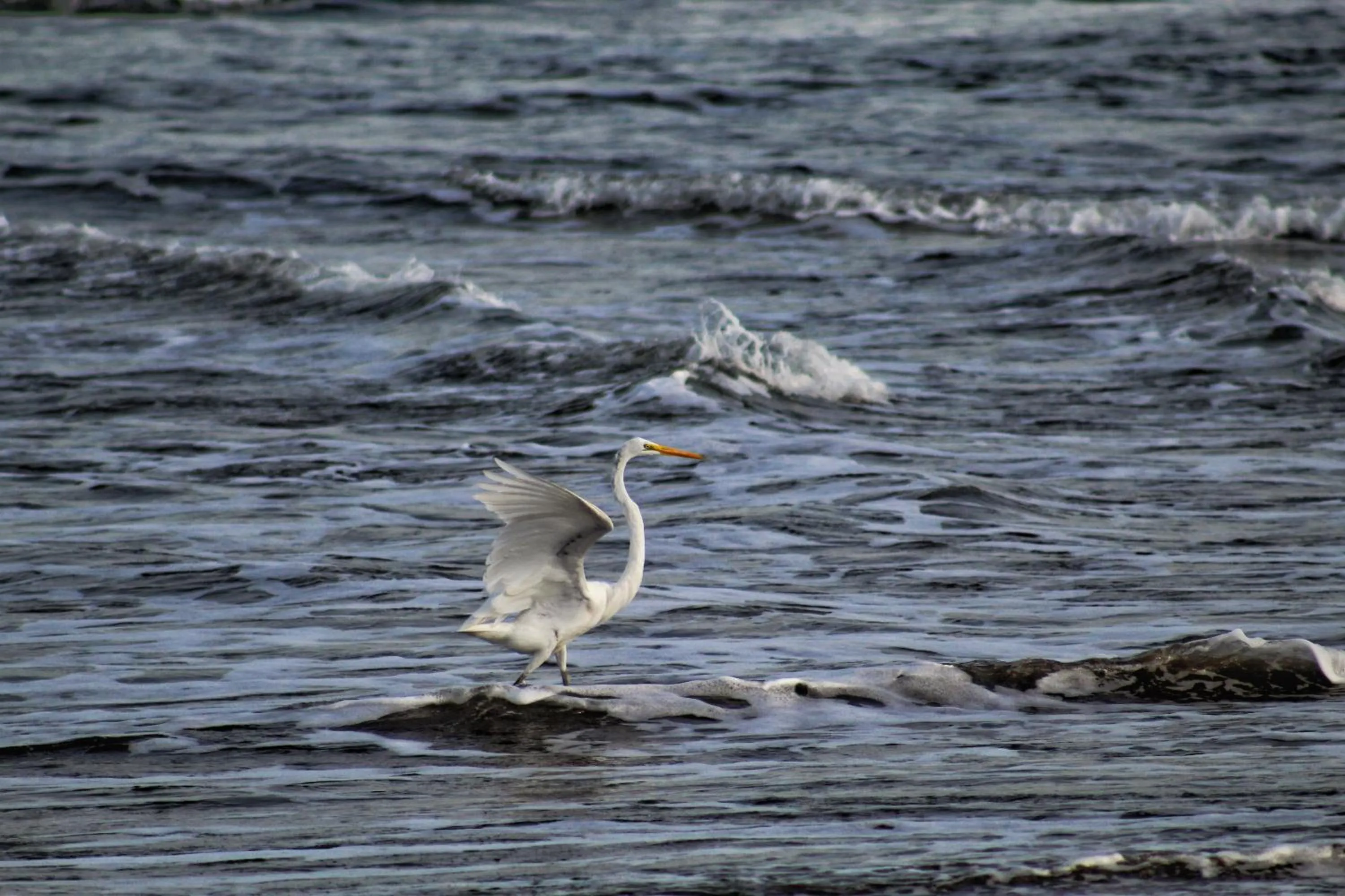 Property building in Suite San Juan 135 Gran Pacifica Resort