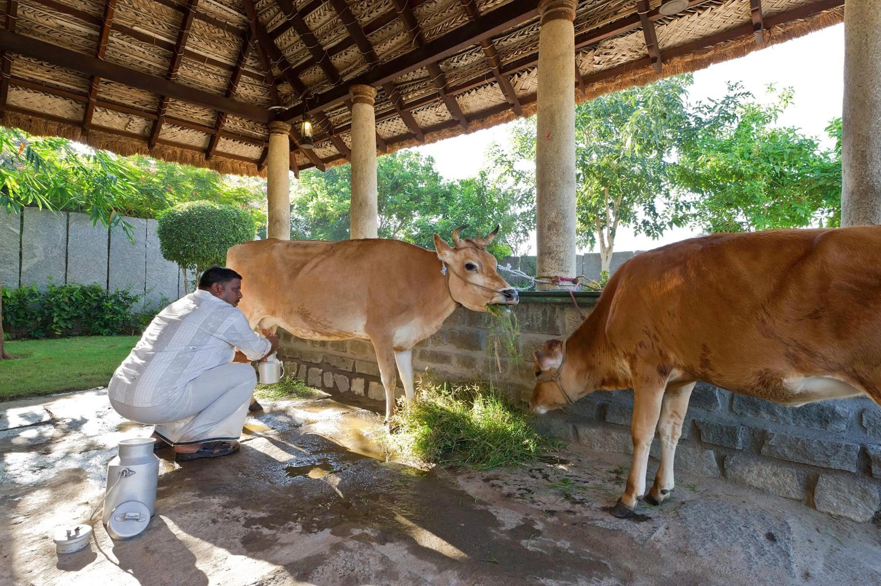 Pets in Halez Sparsa Thiruvannamalai