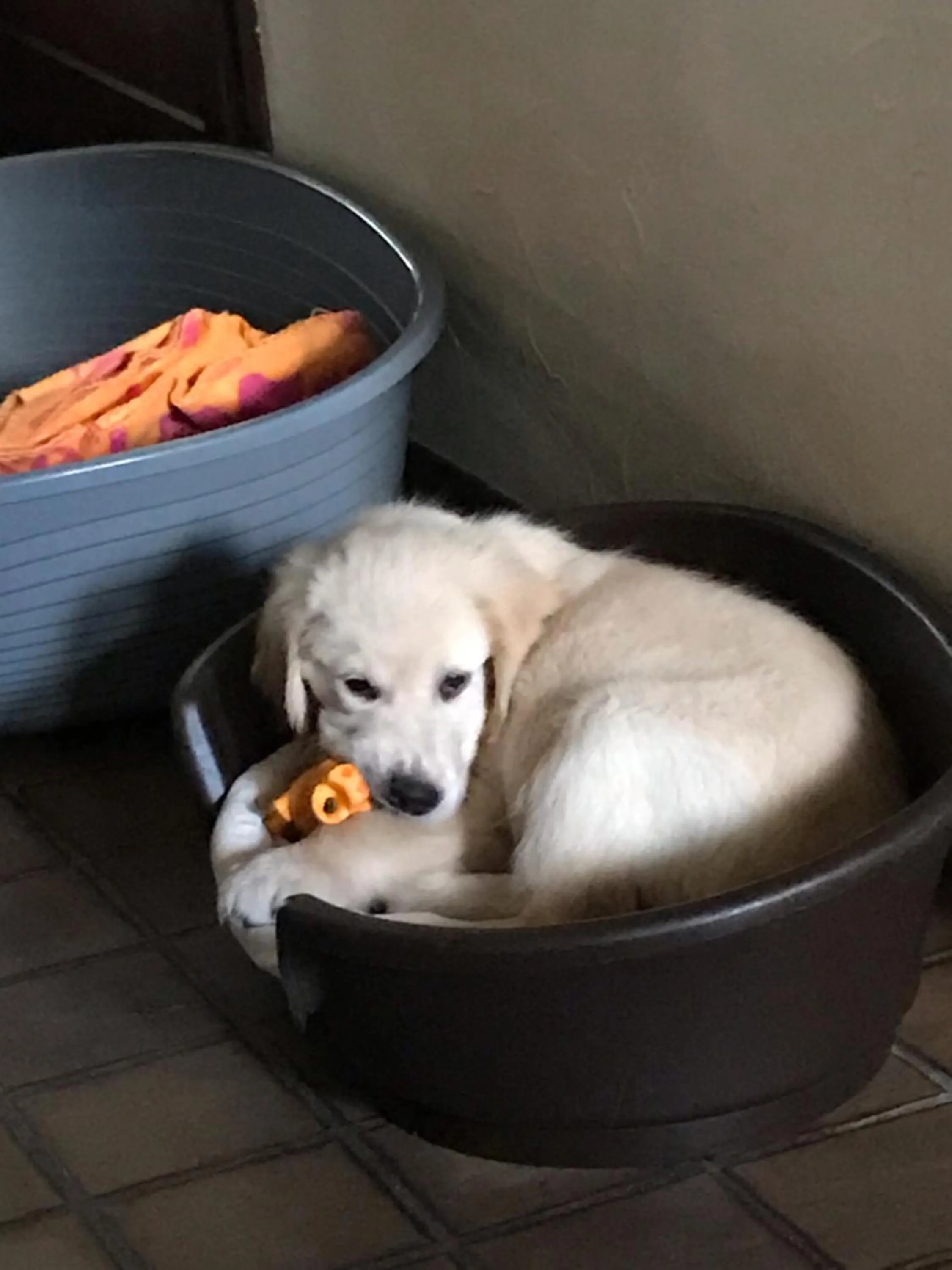 Pets in Demeure d'hôtes Les Irisynes