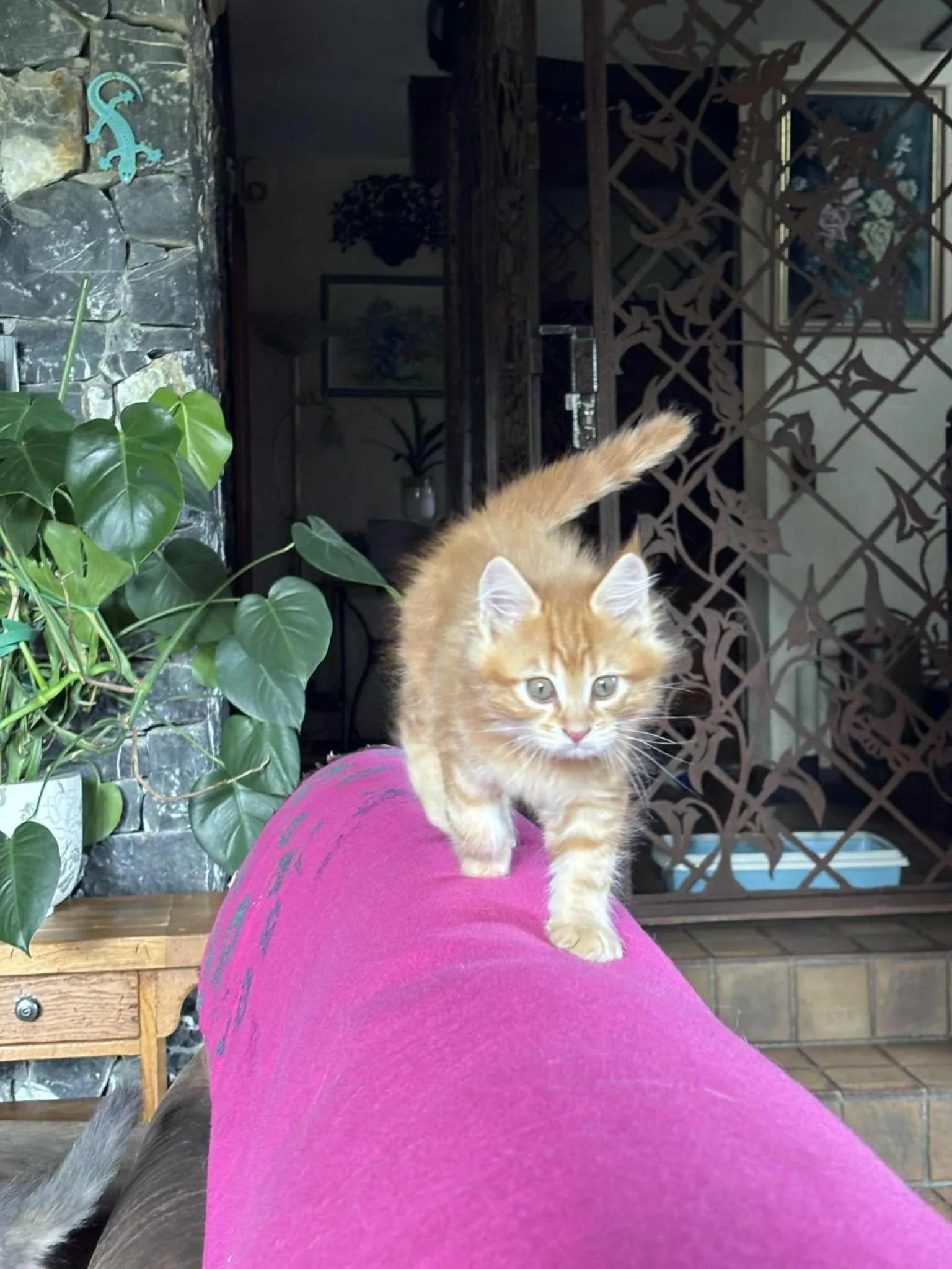 Demeure d'hôtes Les Irisynes