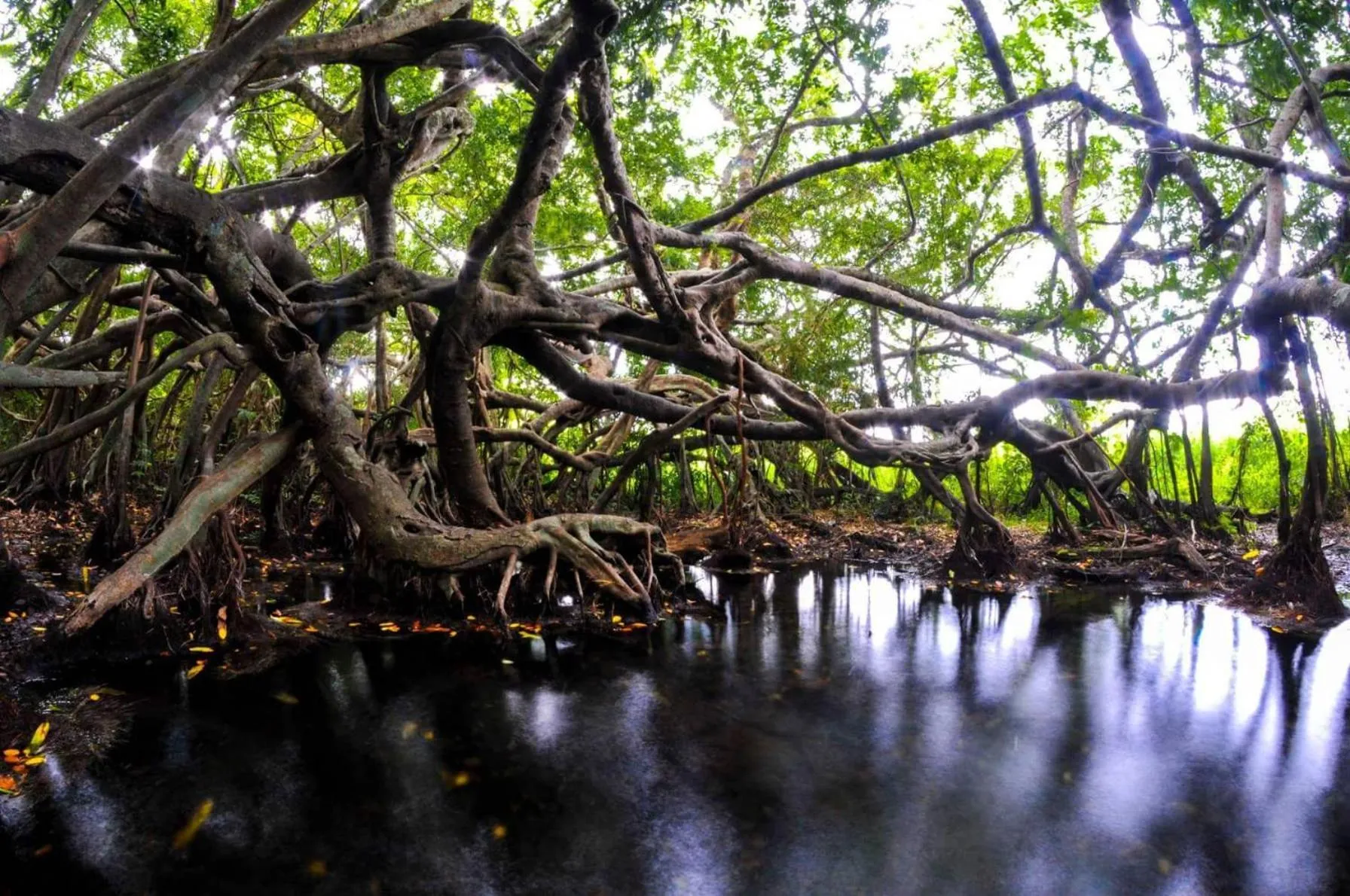 Gibbon Singing Home Stay