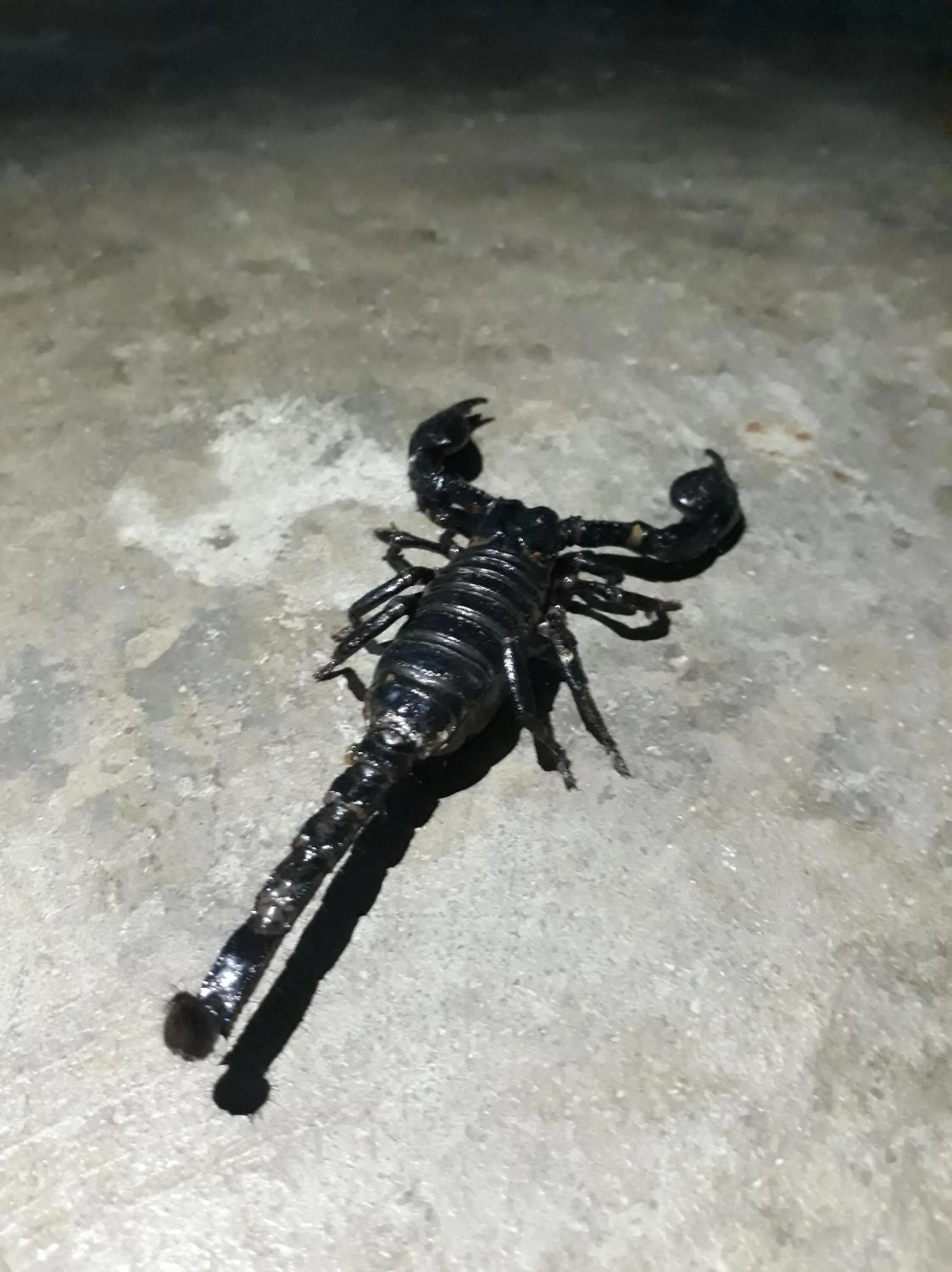 Property building in Gibbon Singing Home Stay