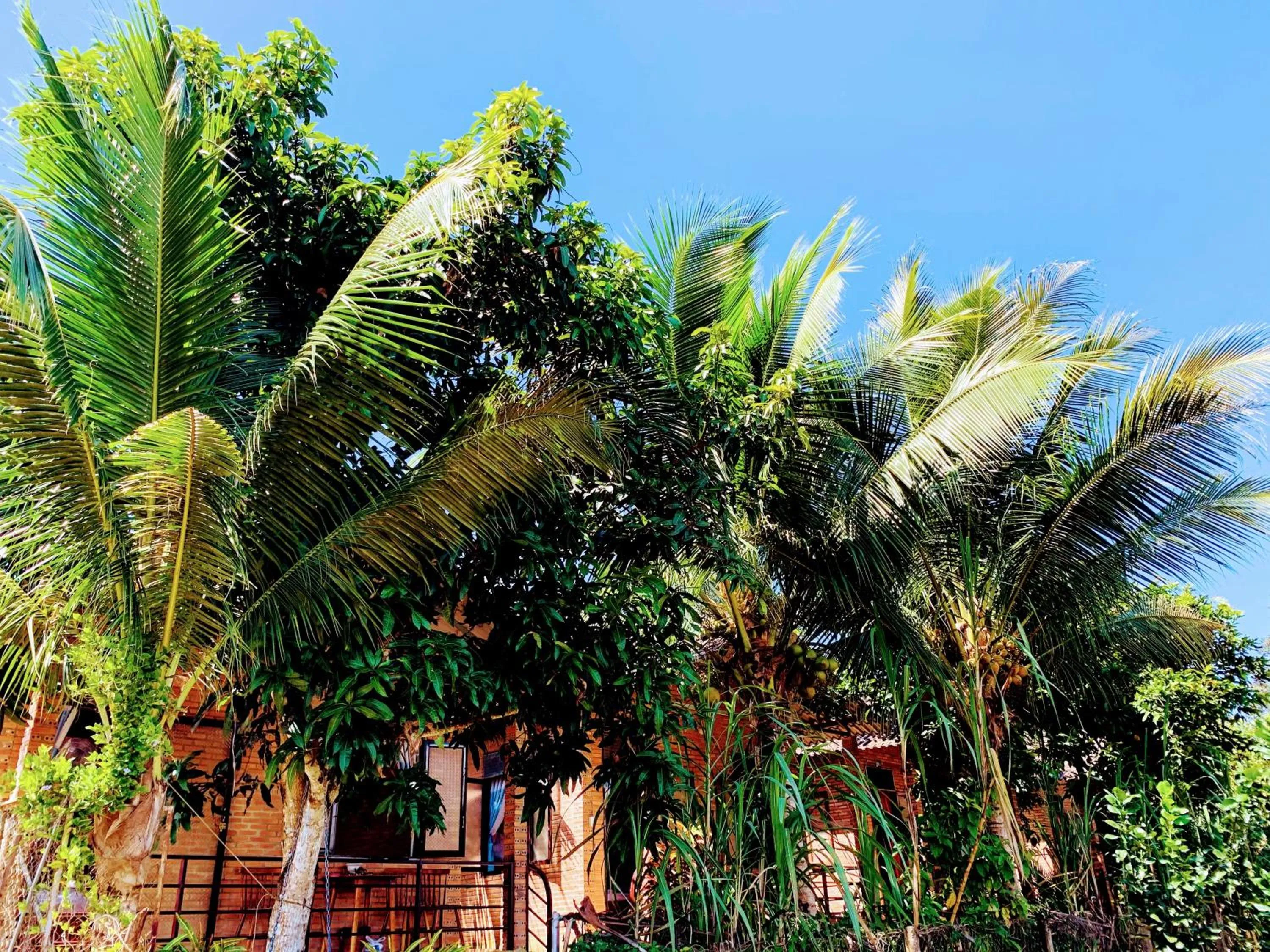 Gibbon Singing Home Stay