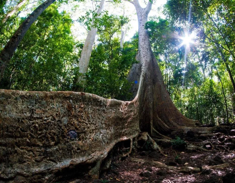 Hiking in Gibbon Singing Home Stay