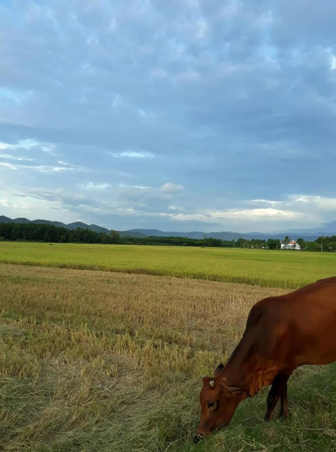 Gibbon Singing Home Stay