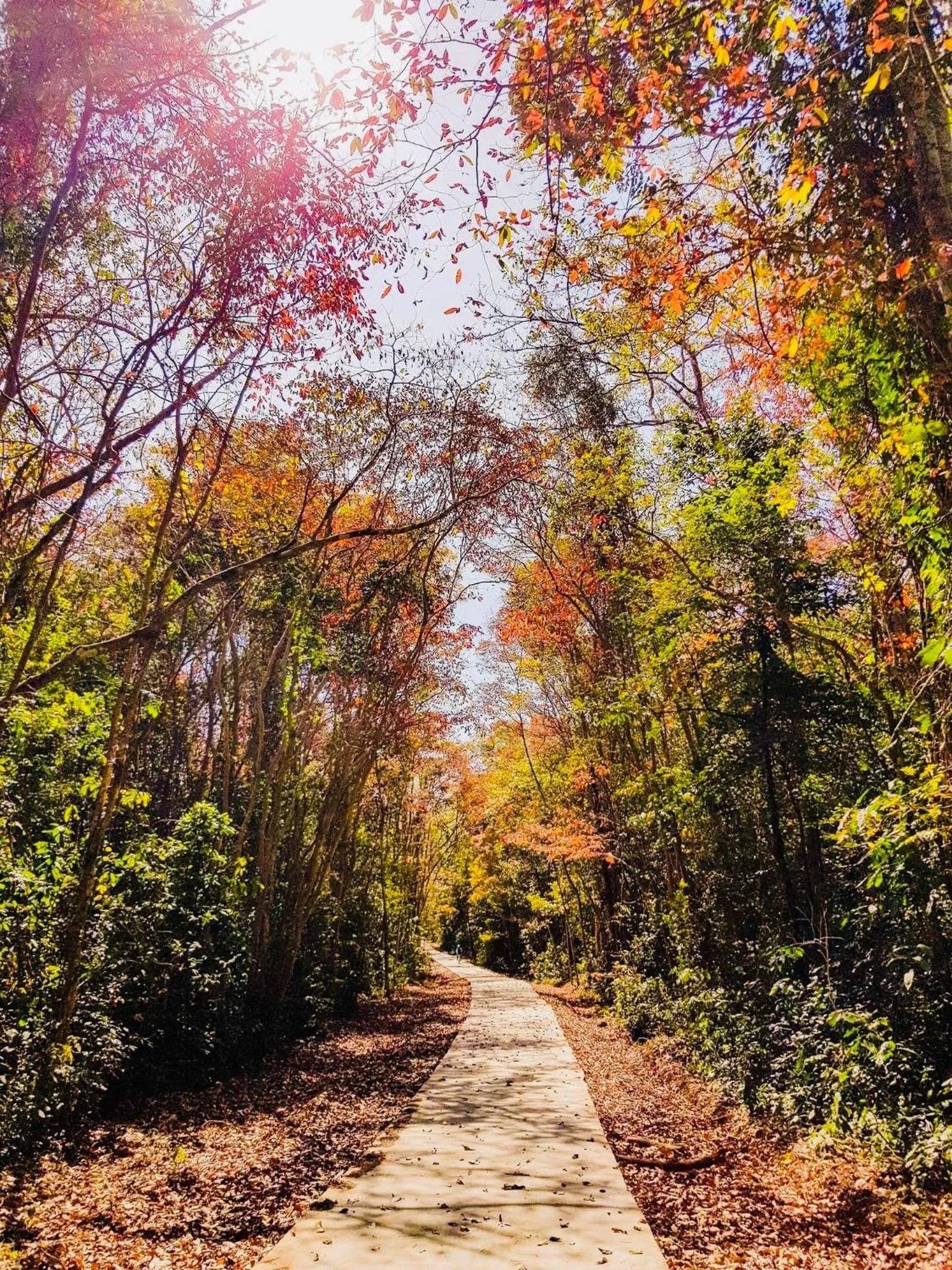 Gibbon Singing Home Stay