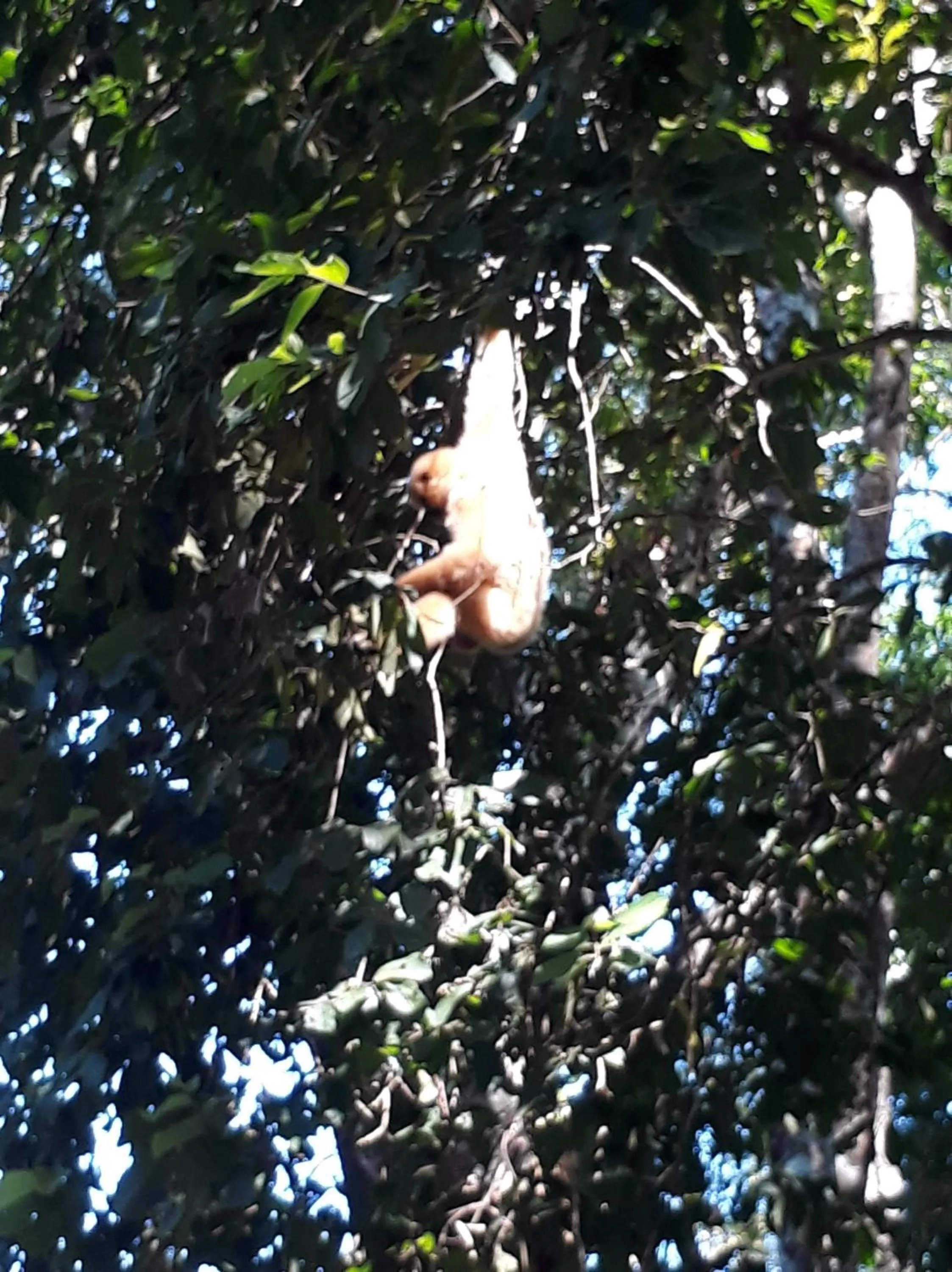 Gibbon Singing Home Stay