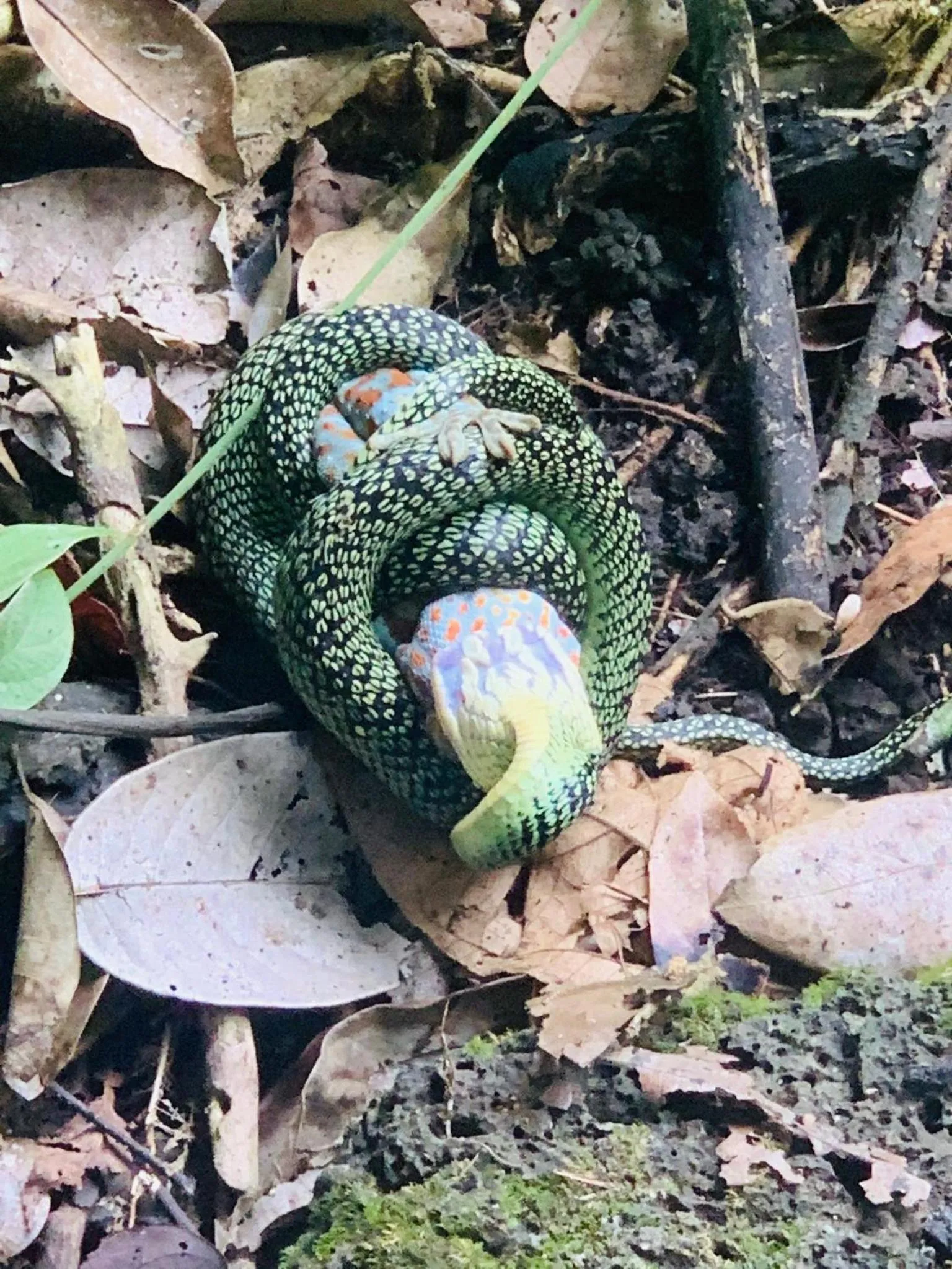 Gibbon Singing Home Stay