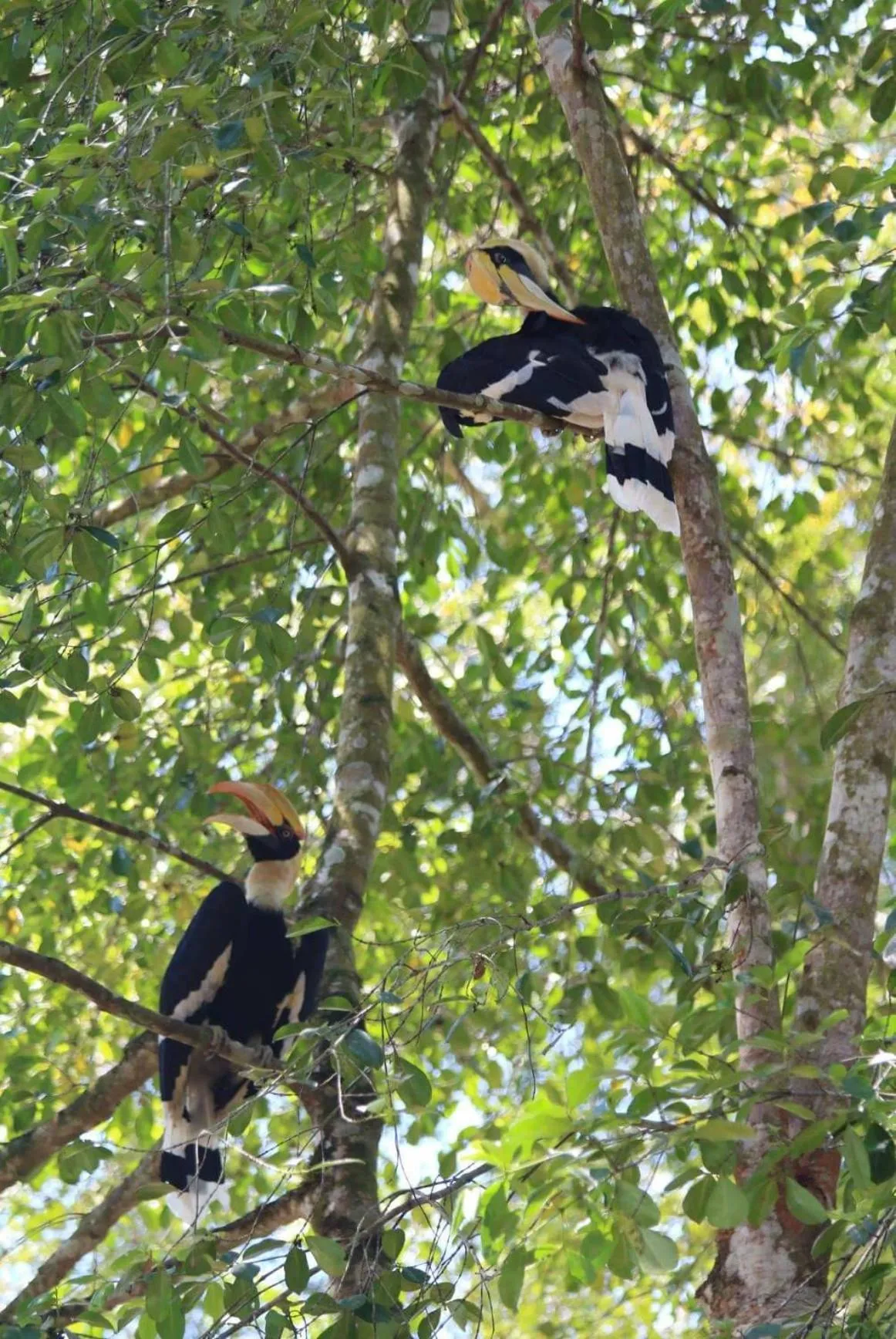 Gibbon Singing Home Stay