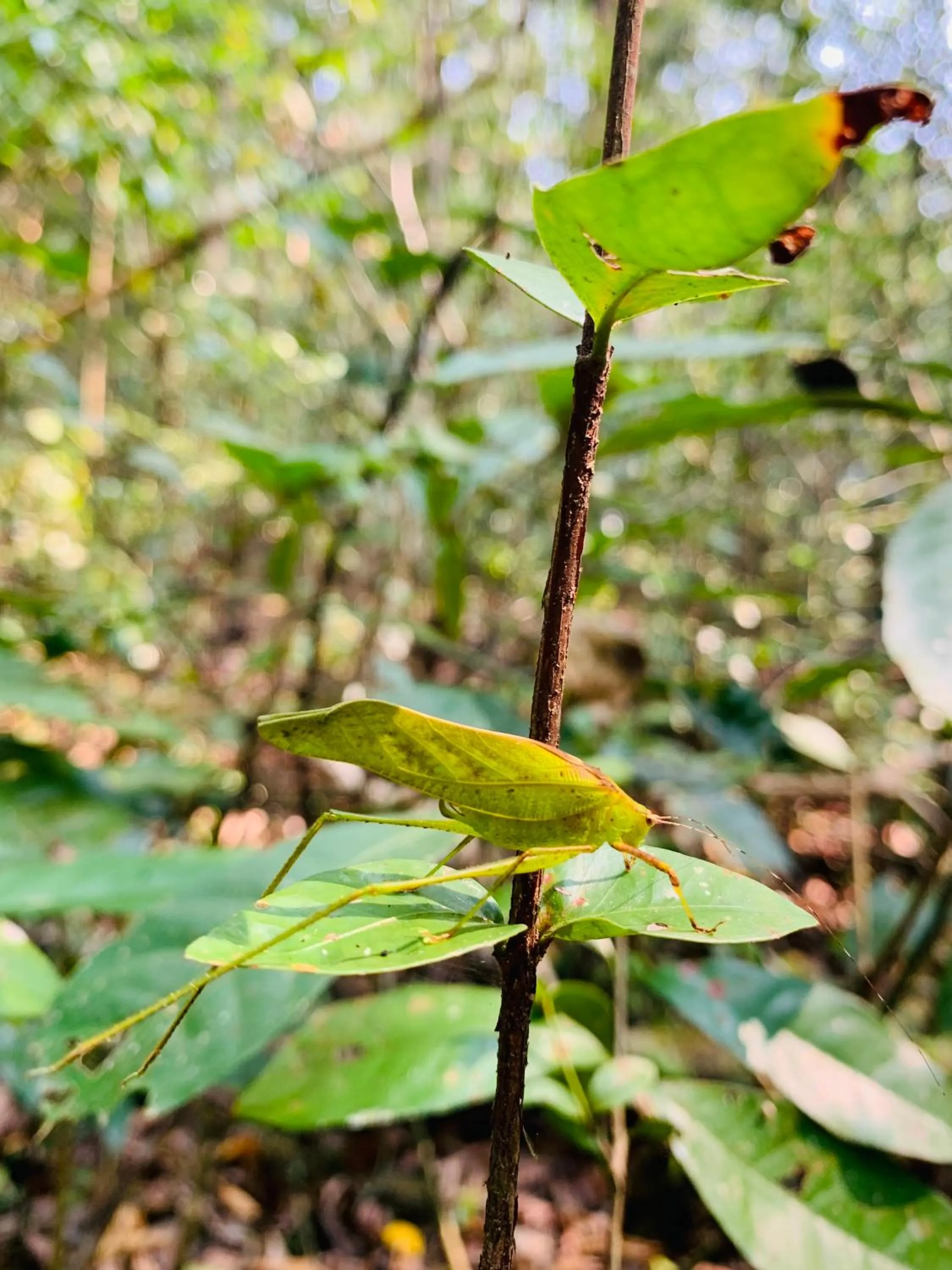 Gibbon Singing Home Stay