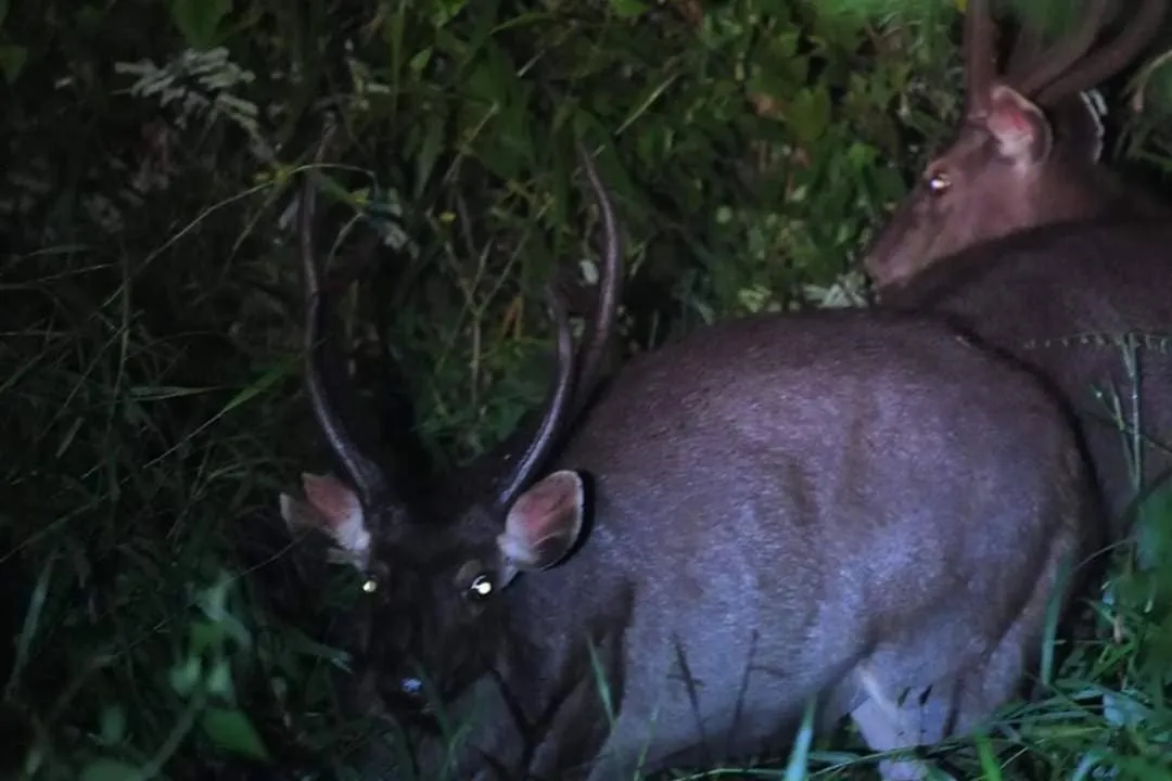 Gibbon Singing Home Stay