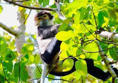 Animals in Gibbon Singing Home Stay