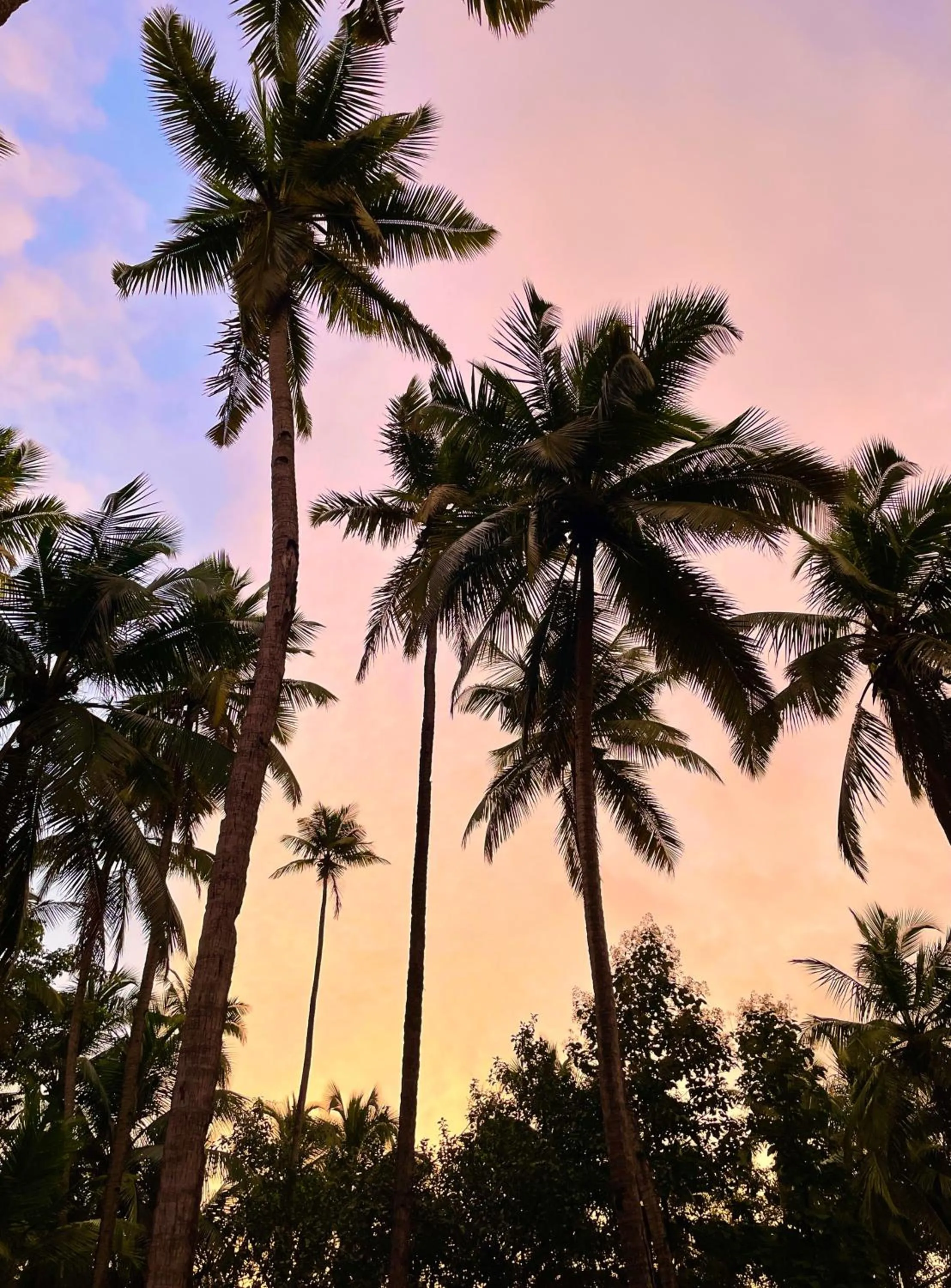 Natural landscape in The Postcard Cuelim, Goa