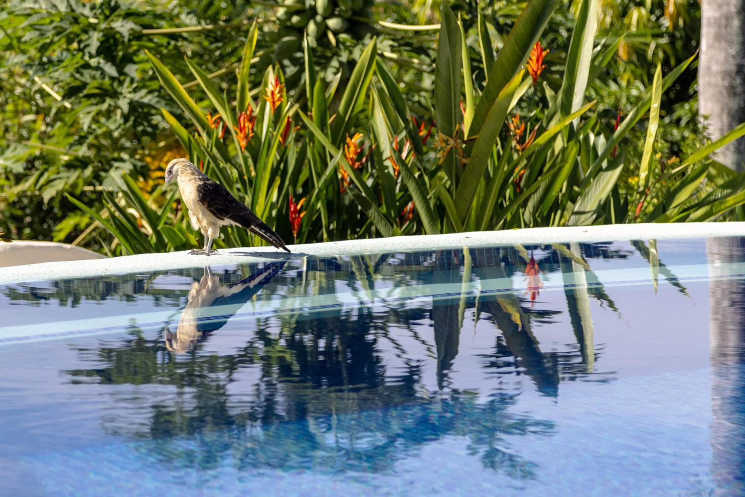 Swimming pool in Parador Nature Resort and Spa