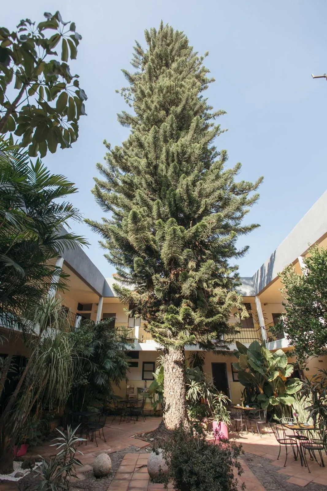 Garden view in Hotel Allende Morelia