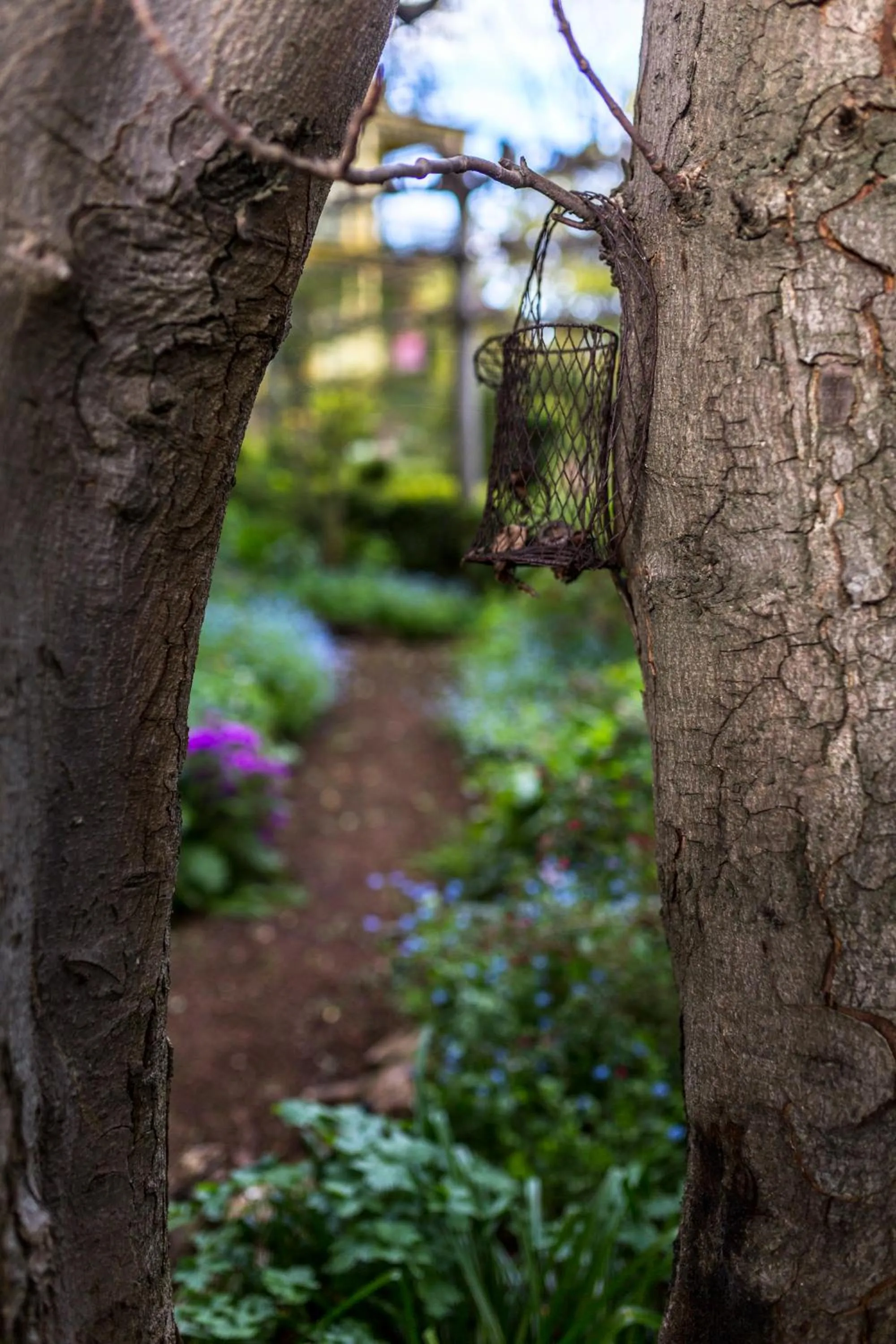 Garden in Corinda Contemporary