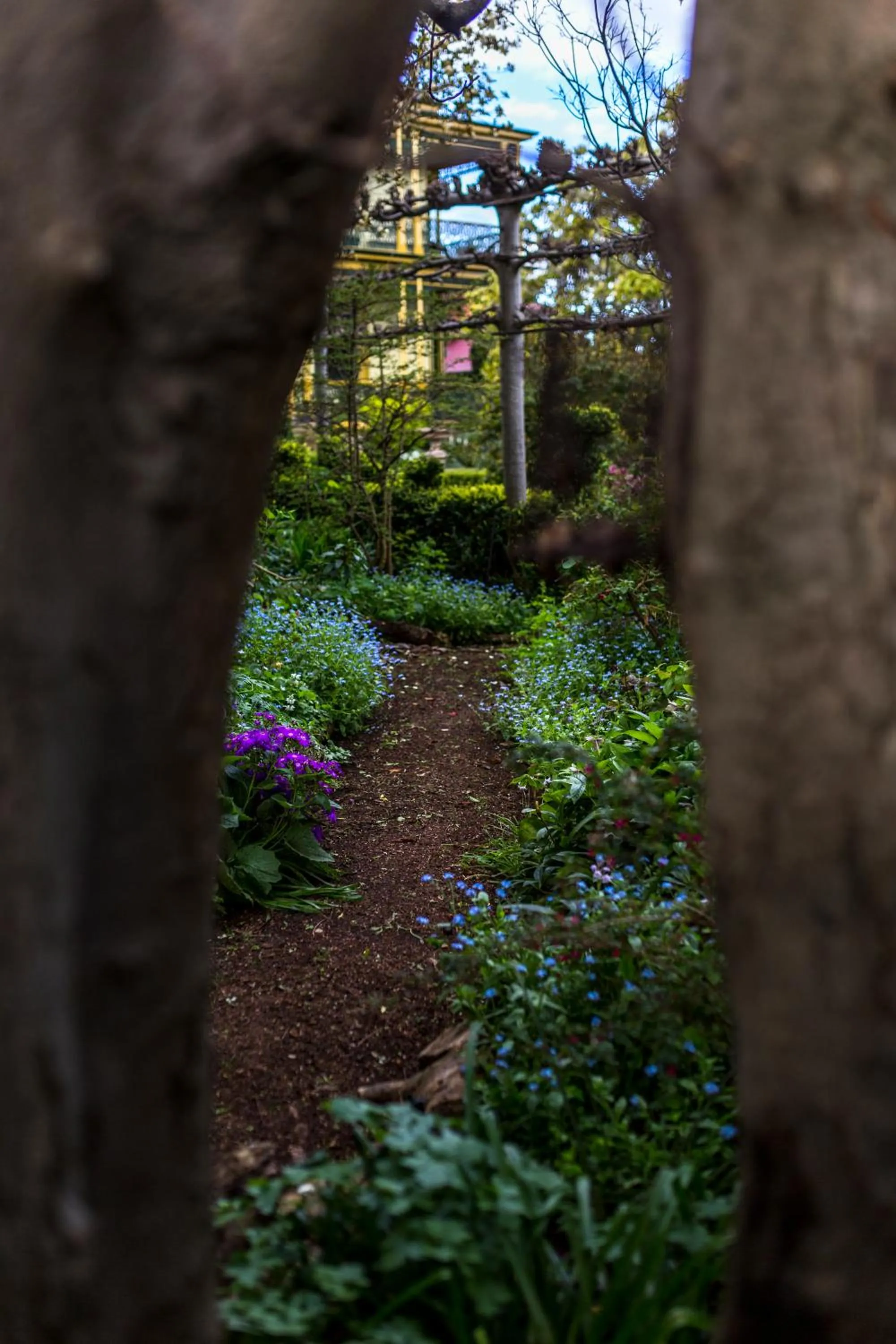 Garden in Corinda Contemporary