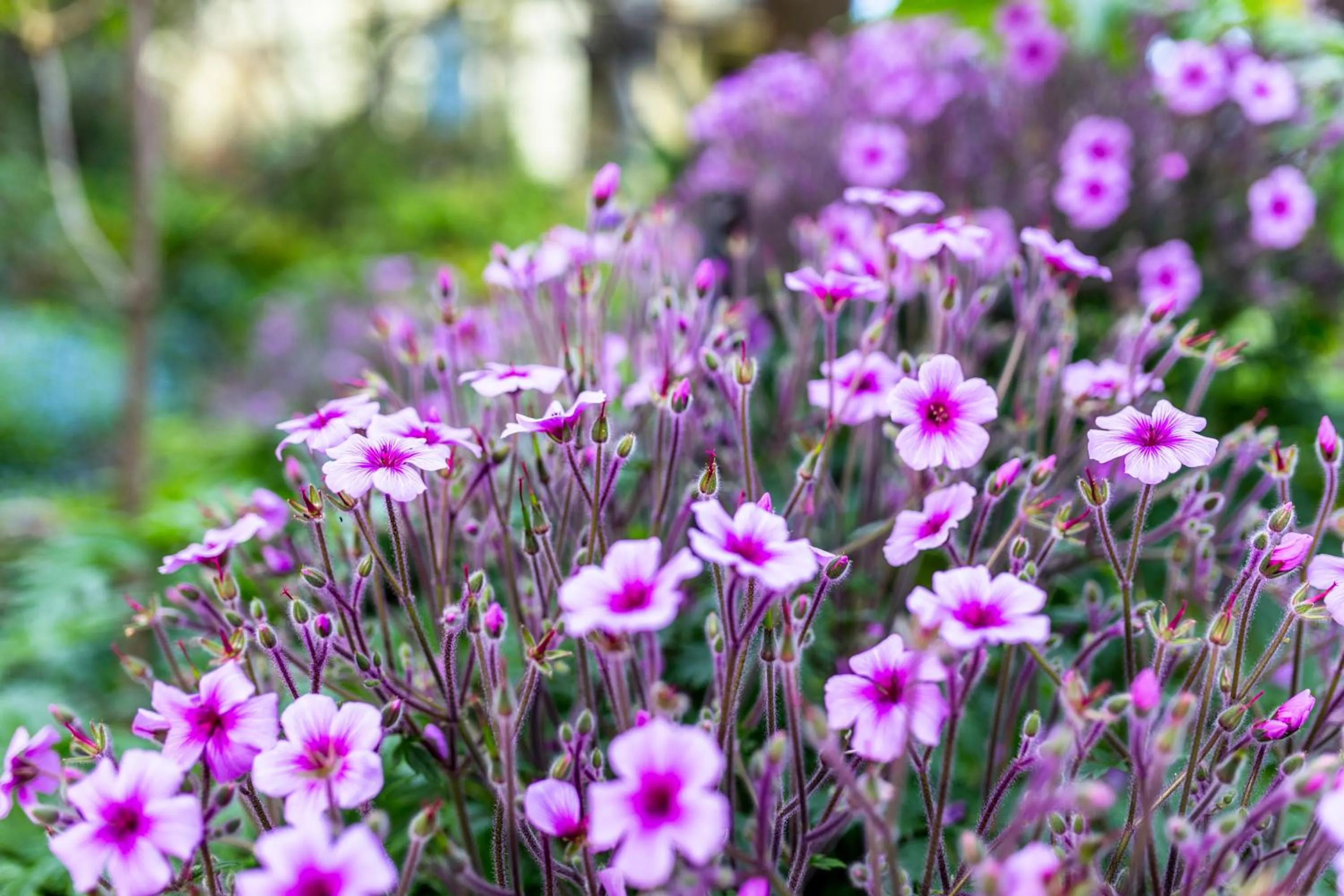 Garden in Corinda Contemporary