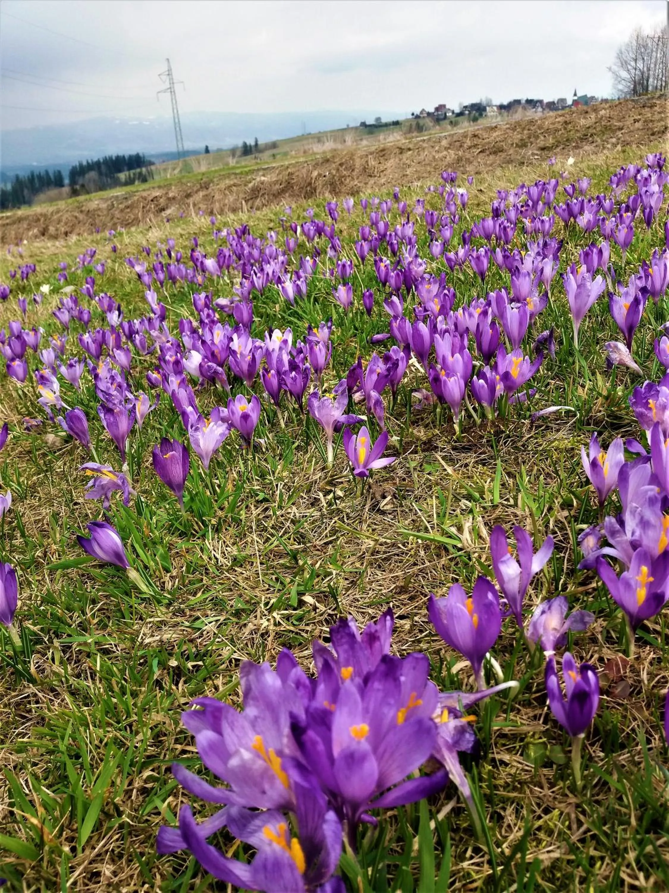 Natural landscape in "Harnaś" Ząb-Bustryk