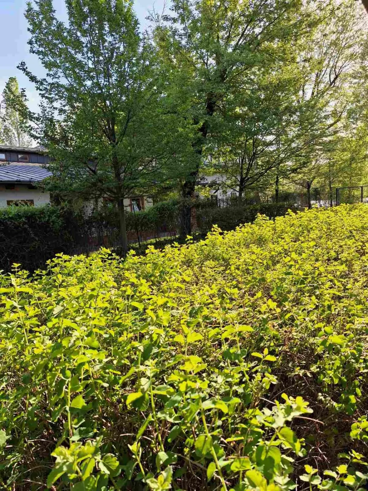 Garden in Duna Garden Hotel