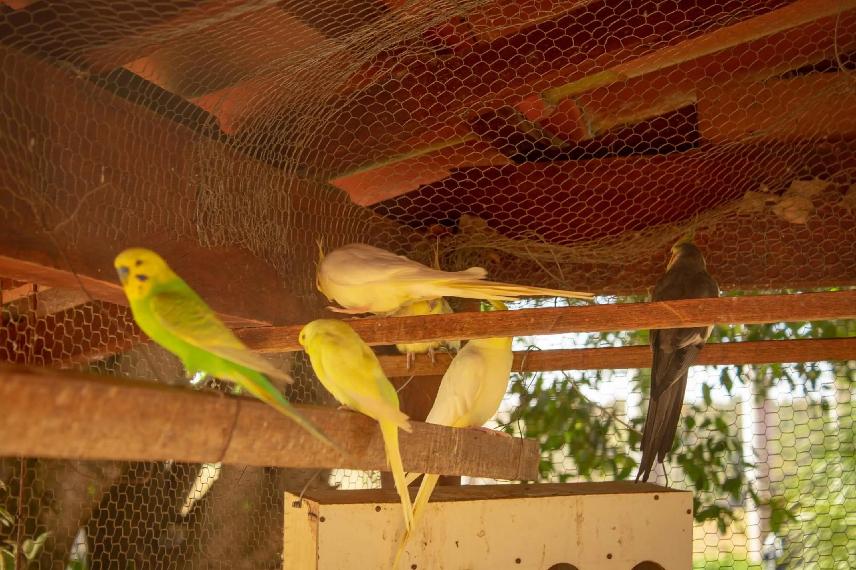 Animals in Hotel Thermas Bonsucesso